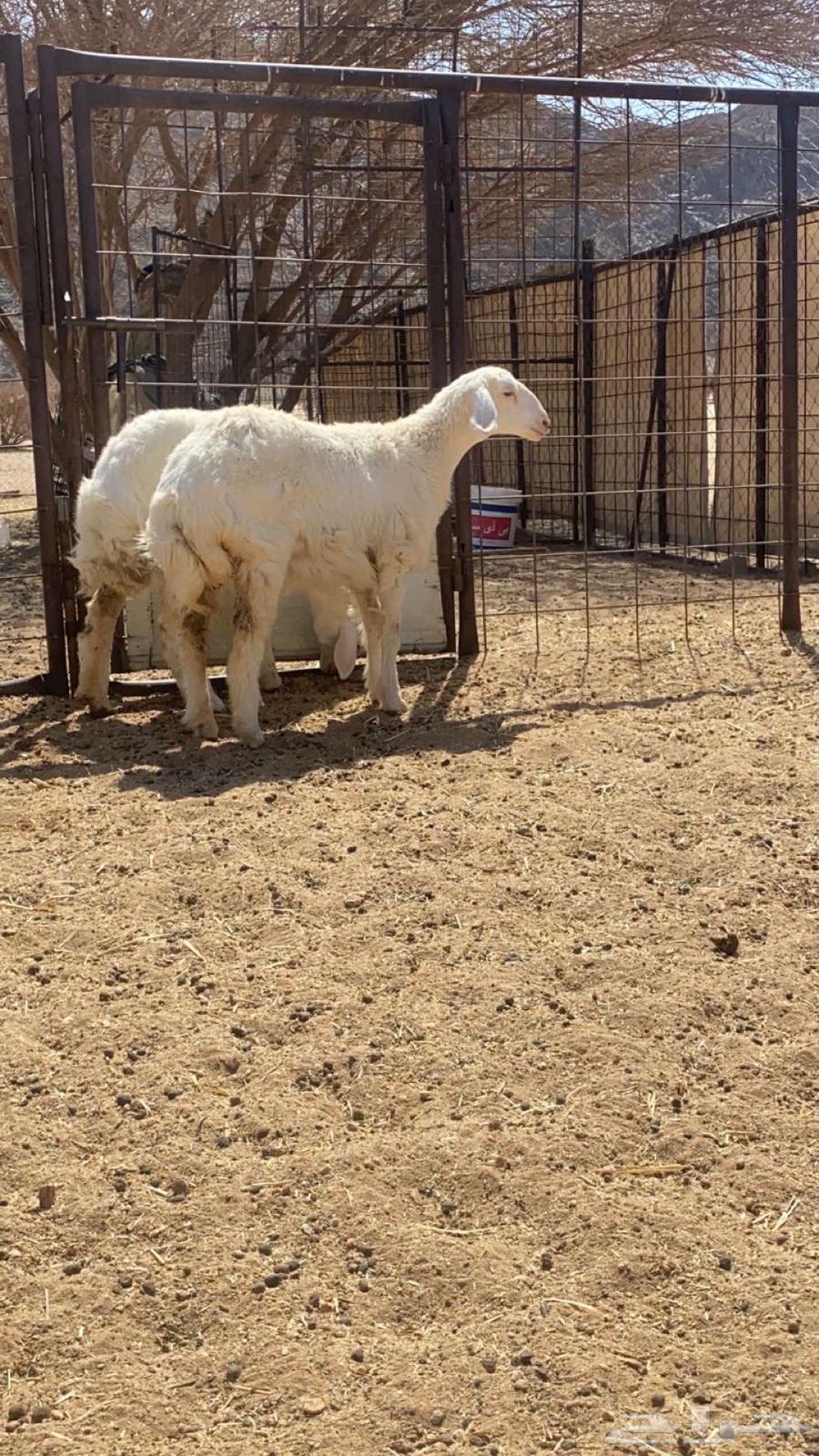 طليان للبيع64390802429059111