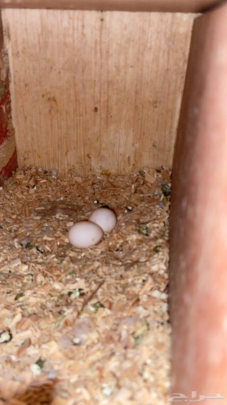 زوج ببغاء ومعه بيضتين64389031835650112