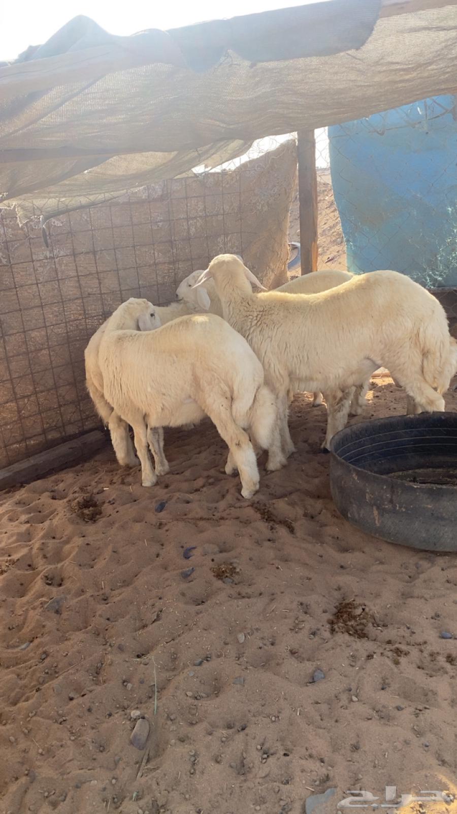 طليان العدد 1064381040969859110