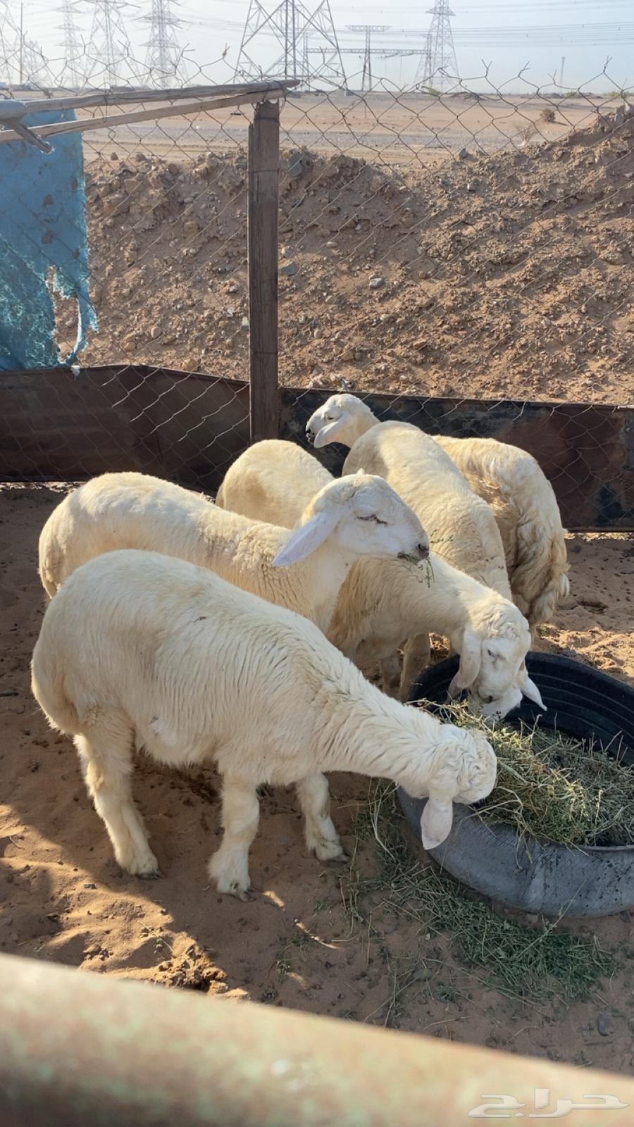 طليان العدد 1064381040969859112