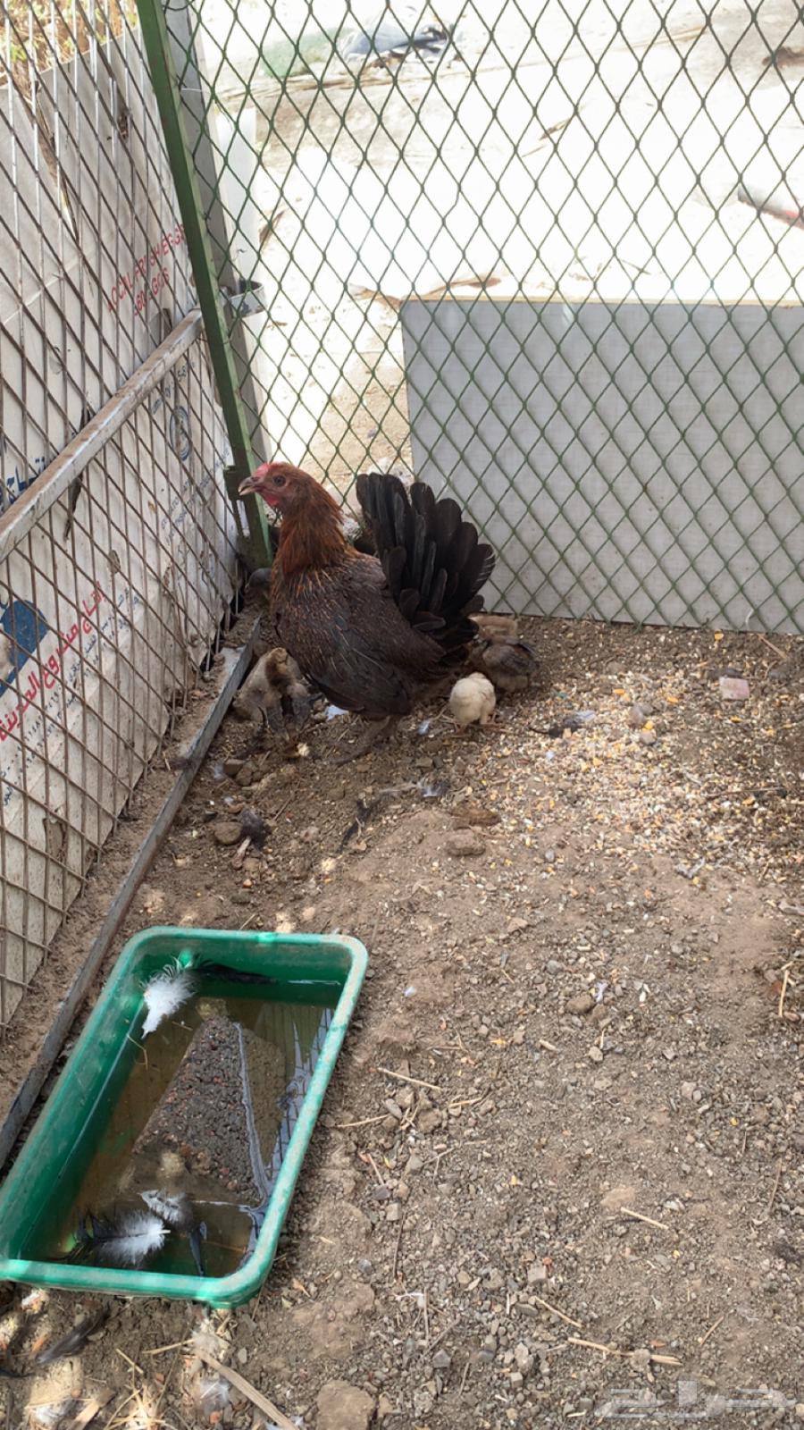 Chicken with 8 chicks64382955776002111