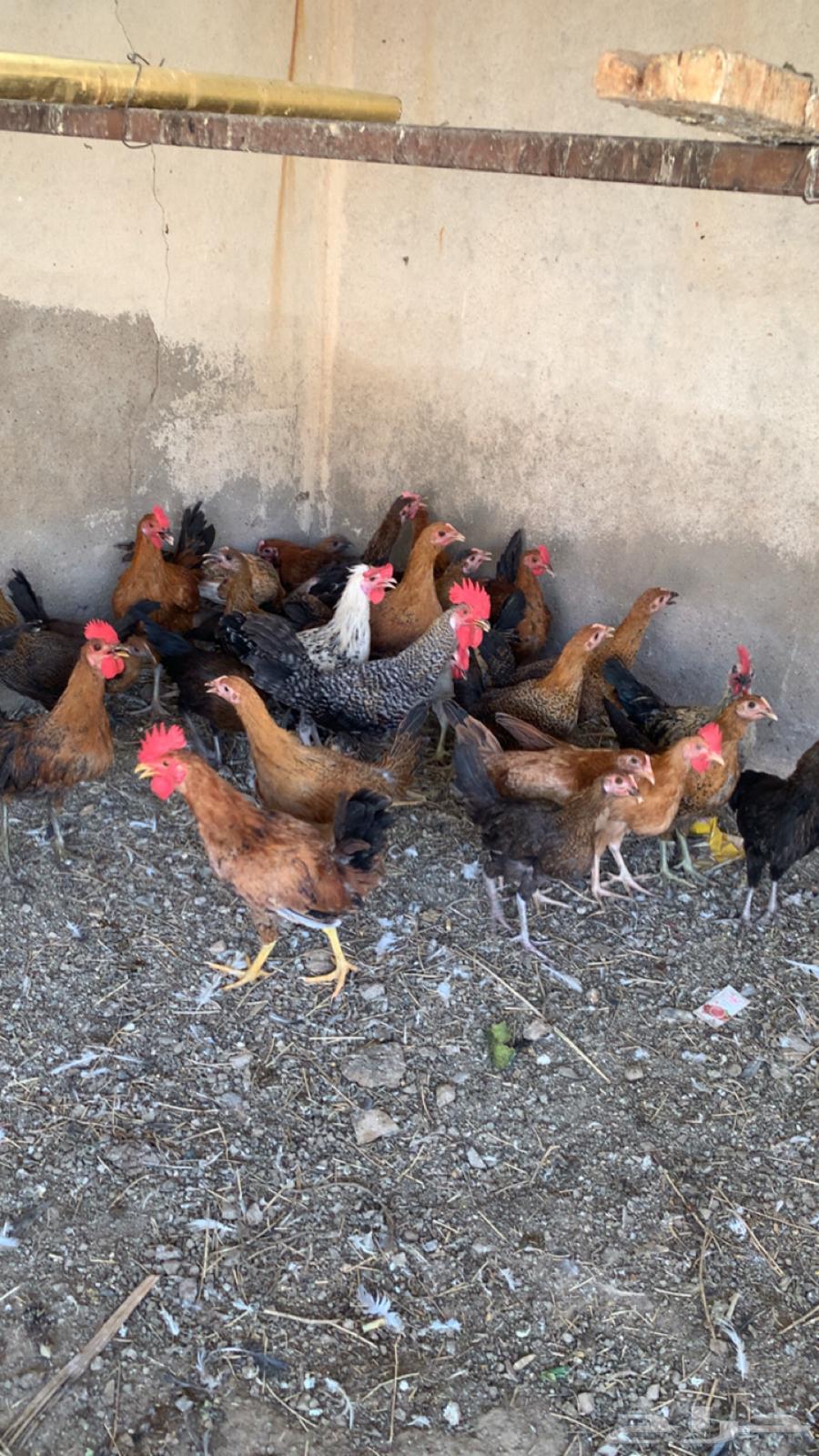 Chicken with 8 chicks64382955776002113