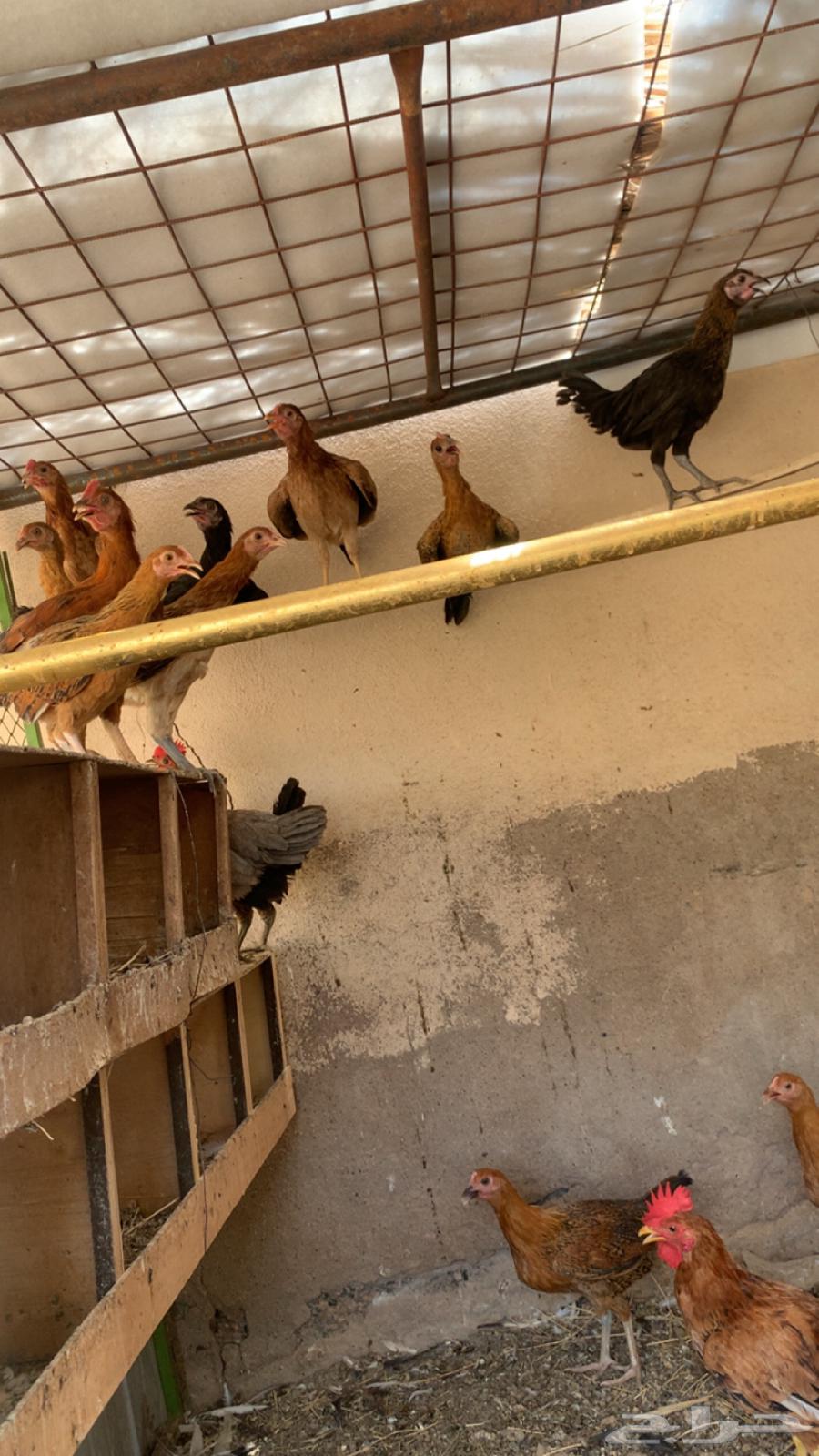 Chicken with 8 chicks64382955776002114