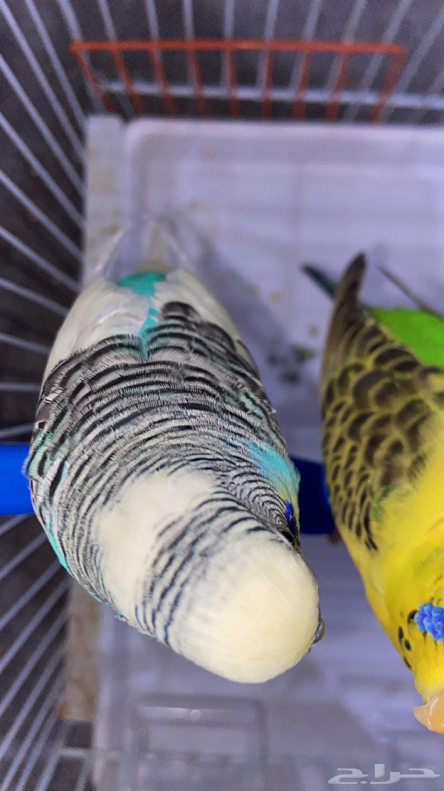 زوج ببغاء ومعه بيضتين64389031835650113