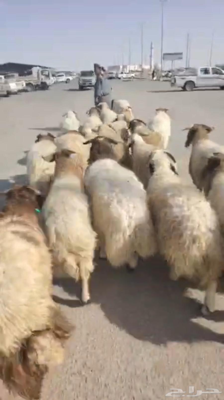 للبيع خرفان جبره64381920146689110