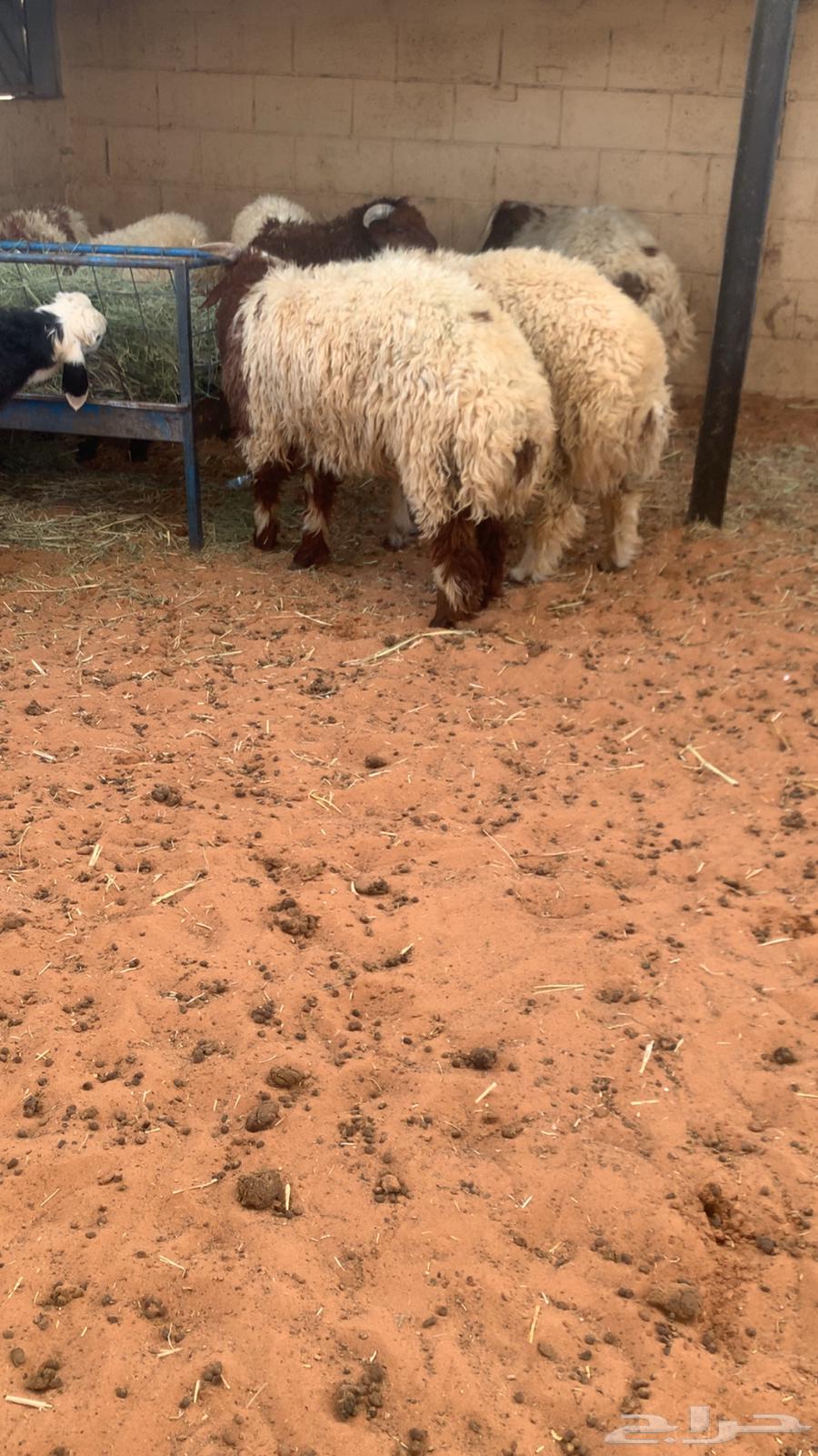 Naeem64380874827650112