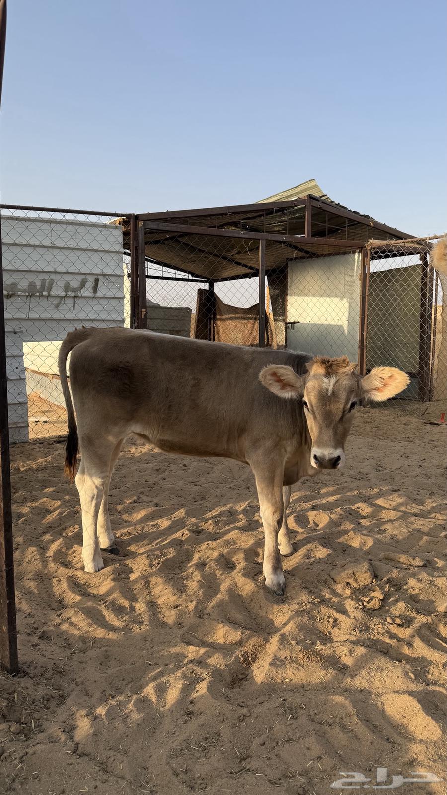 أبقار وعجول اصلية للبيع64391756651779113