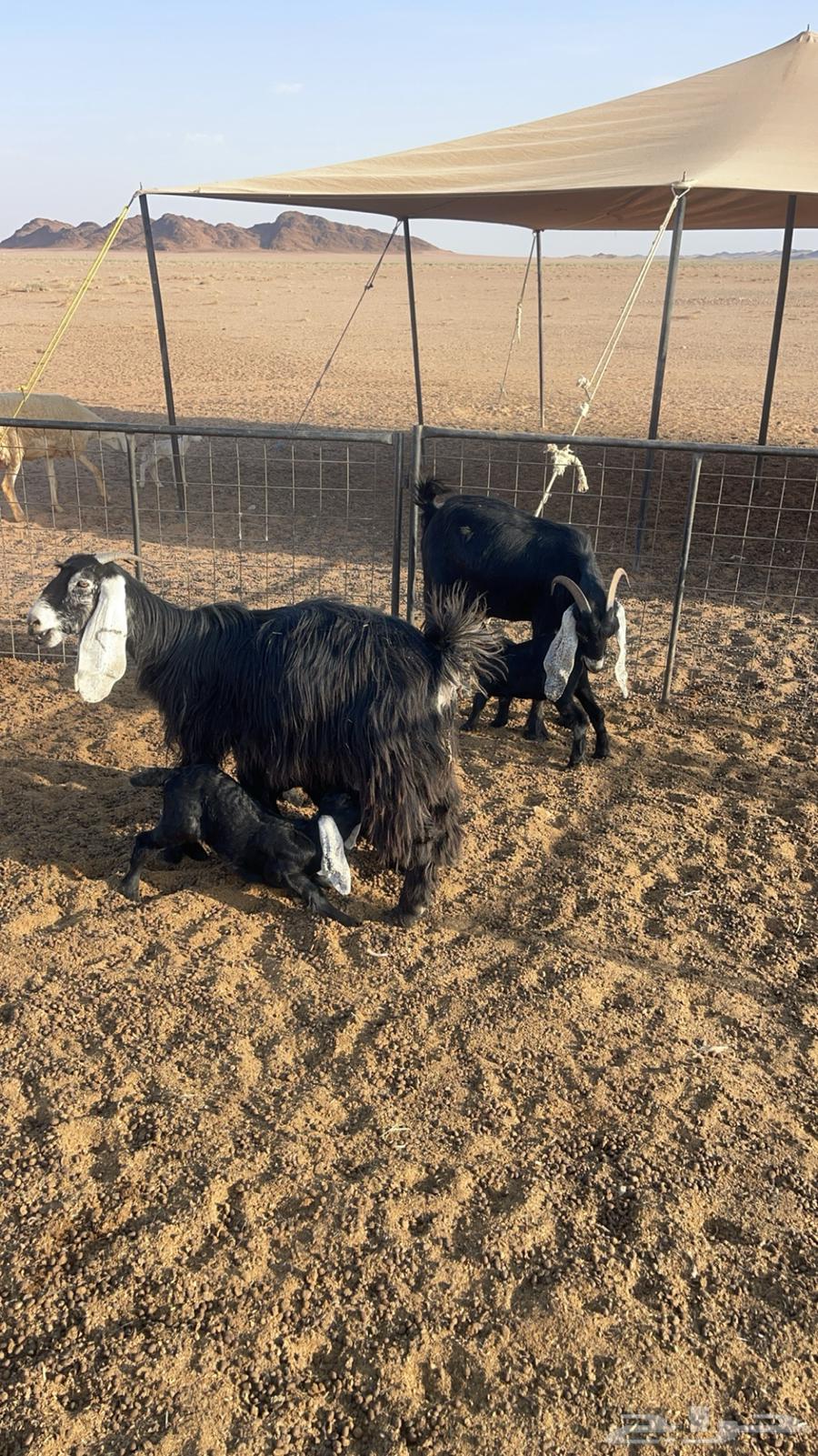 Goat Defects Parent64382969849857113