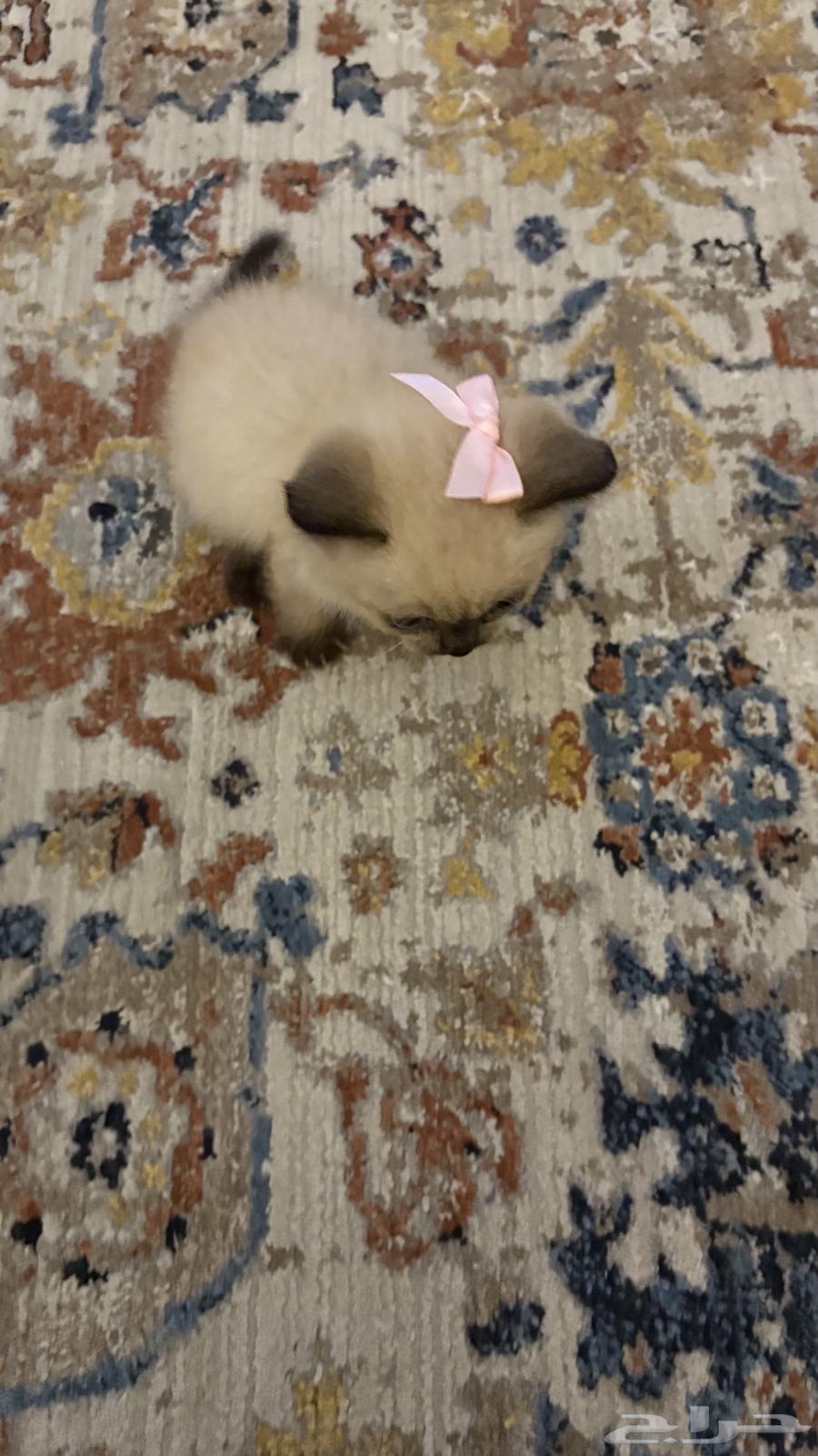 قطوة للبيع64385049857027110