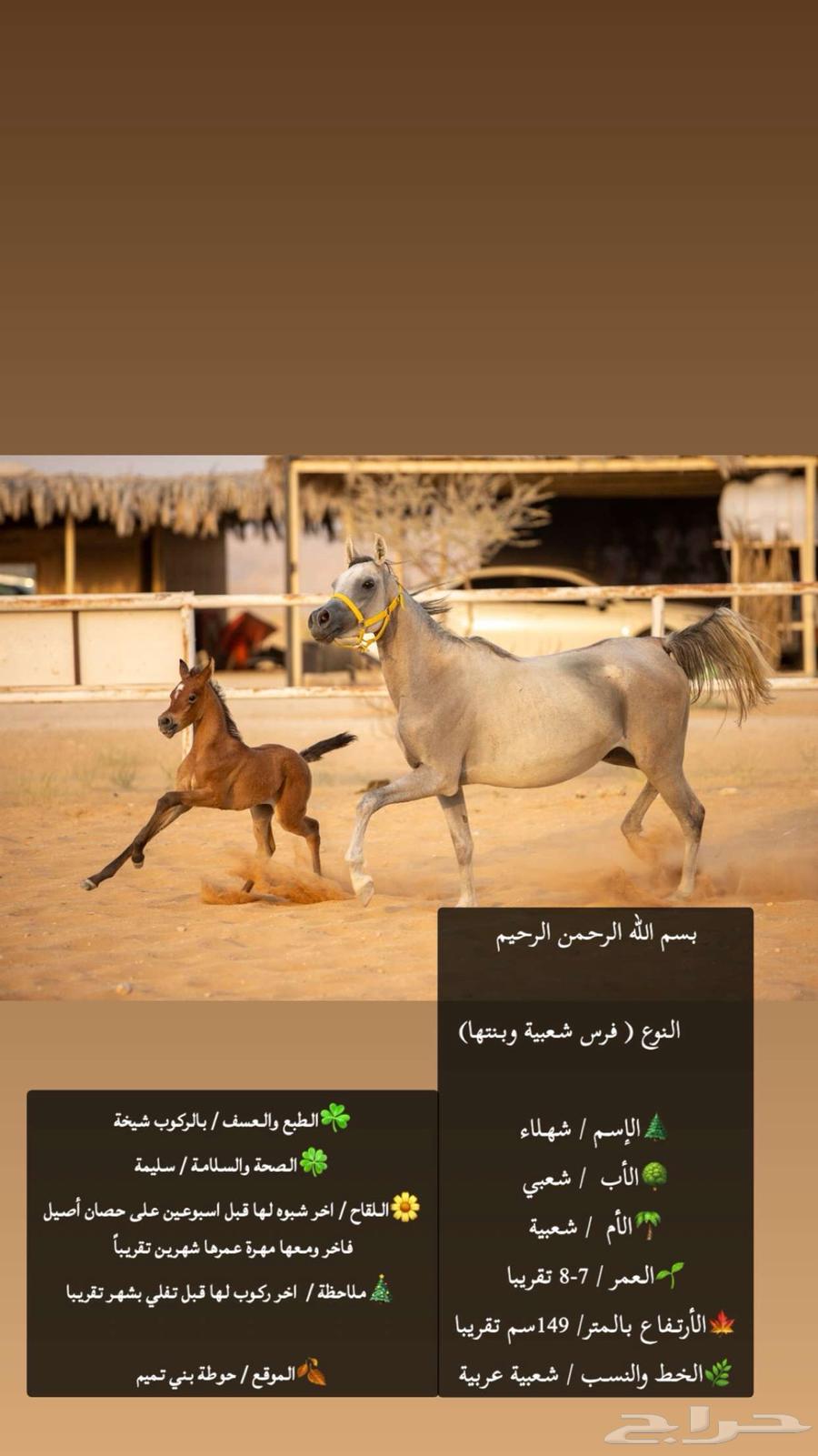 فرس ومهرتها للبيع64383705210114111