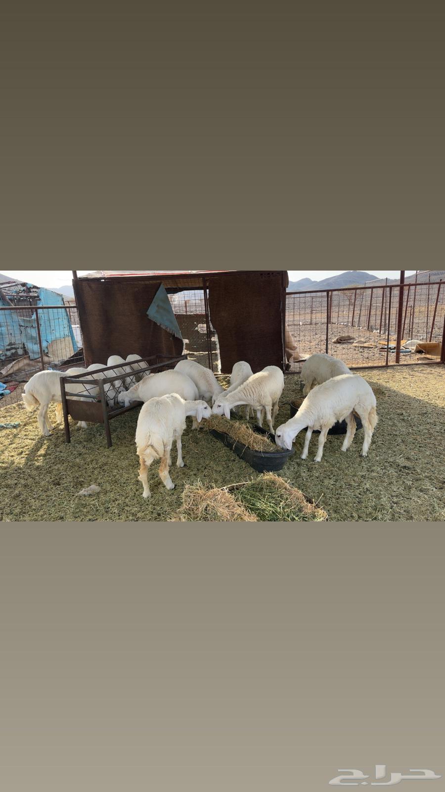 طليان عدد 12 فيهن 5 رخال64386613202306111