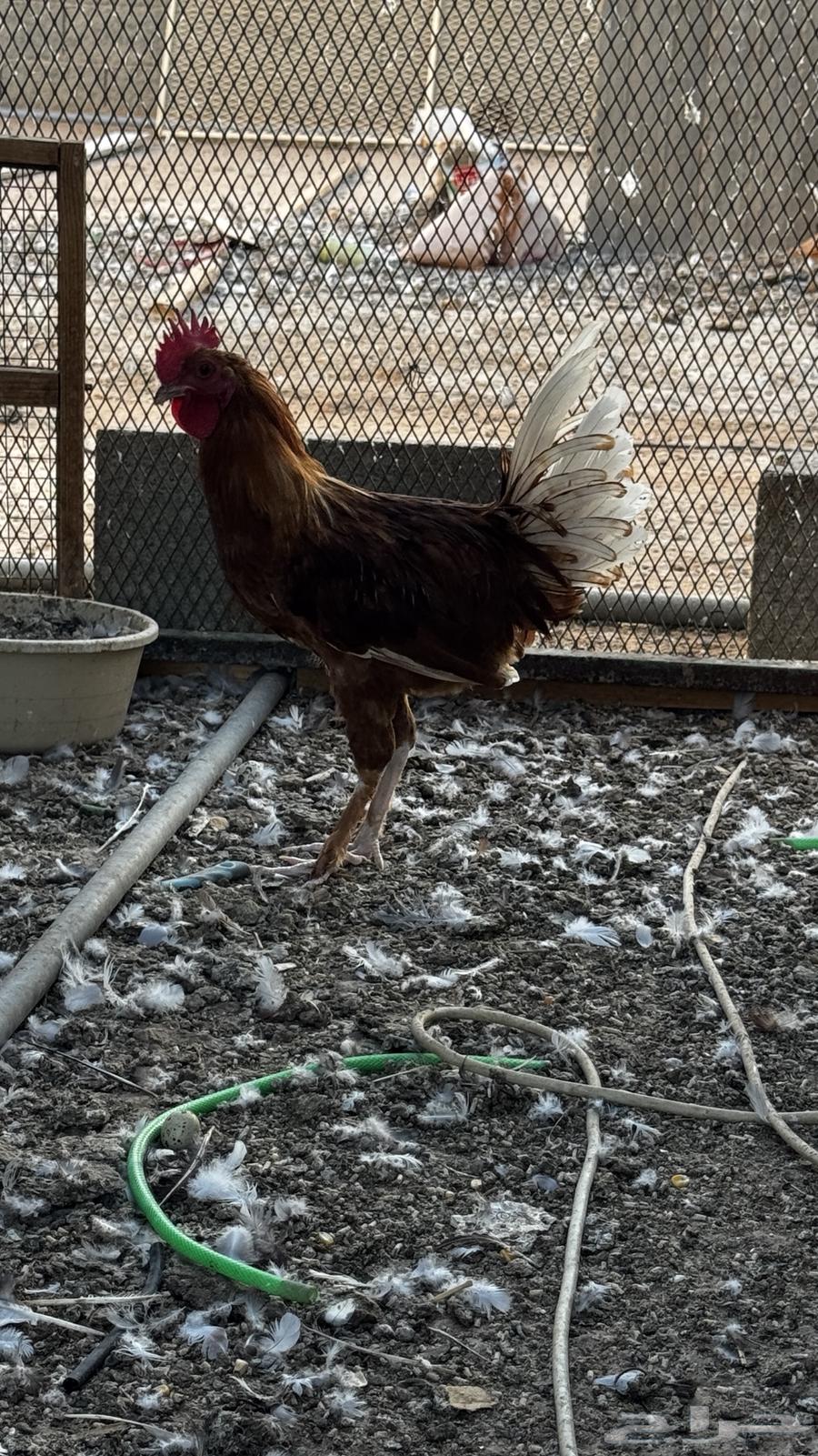 ديك للبيع64387829616257110