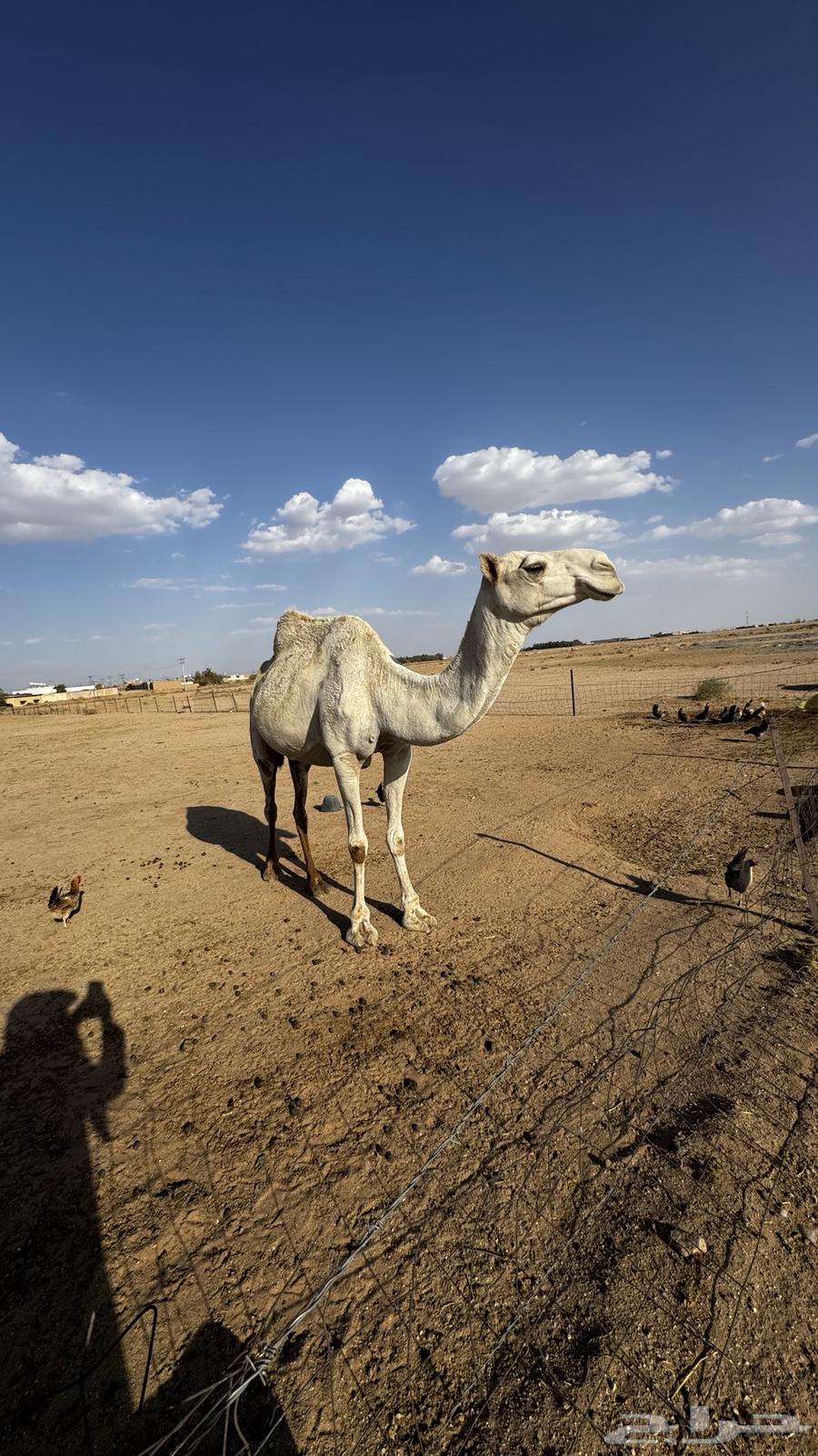 ناقه وضحا ضريبه64386262657667114