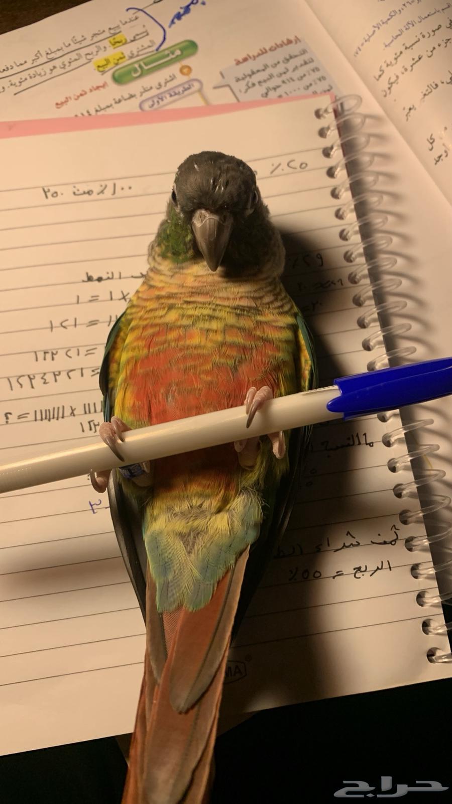 ببغاء كنيور يلو سايد64386431219075110