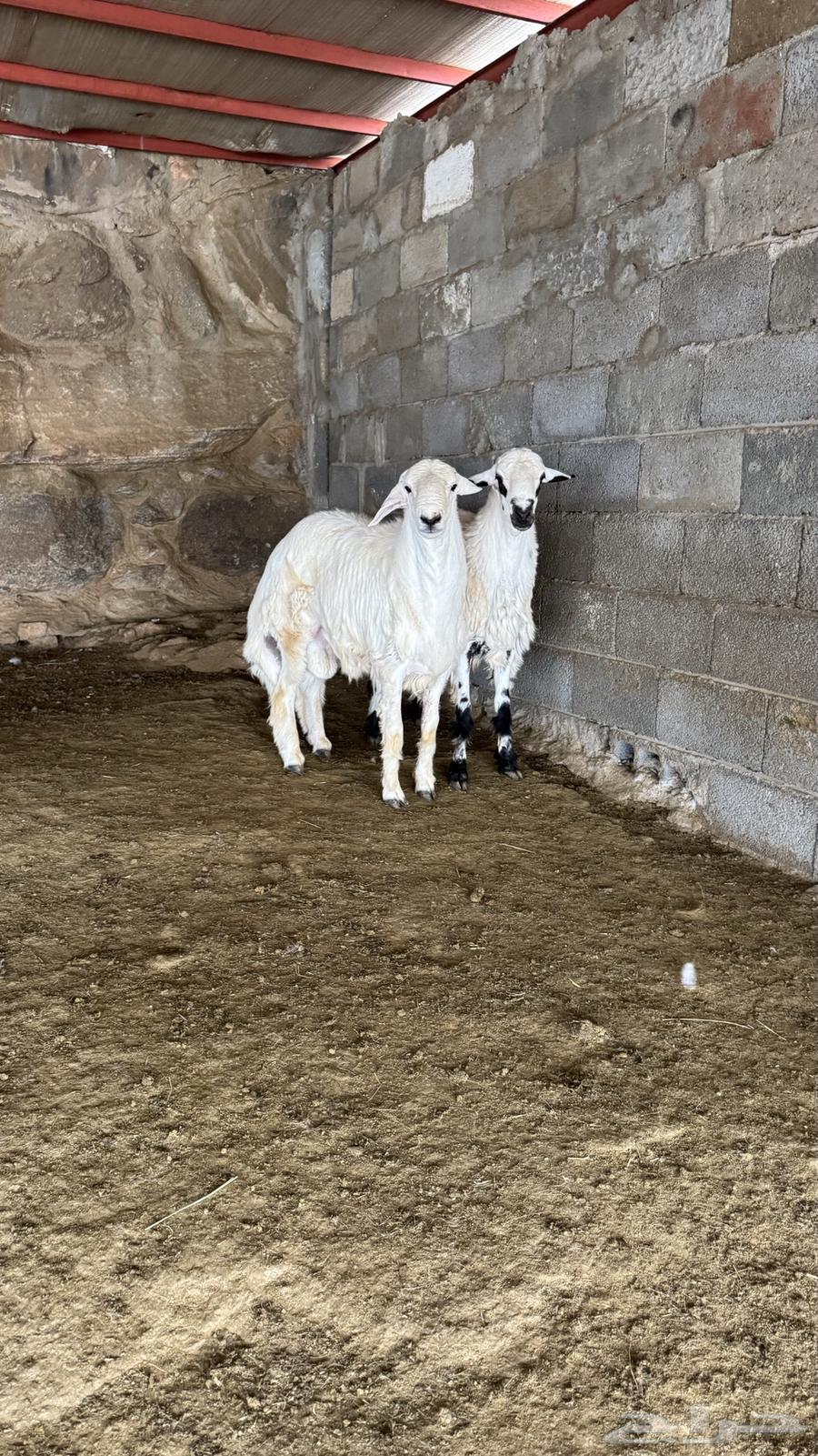 للبيع خرفان بلديات64386766310402110