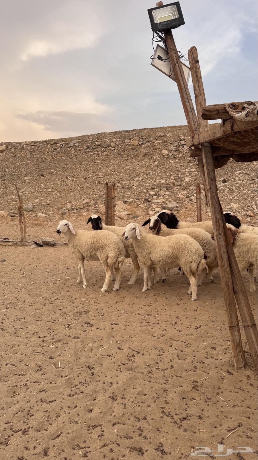 رخال نعيميات مقاني64382583399683112