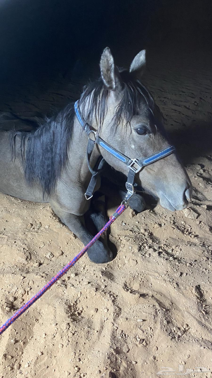 مهر شعبي للبيع64387369265410113