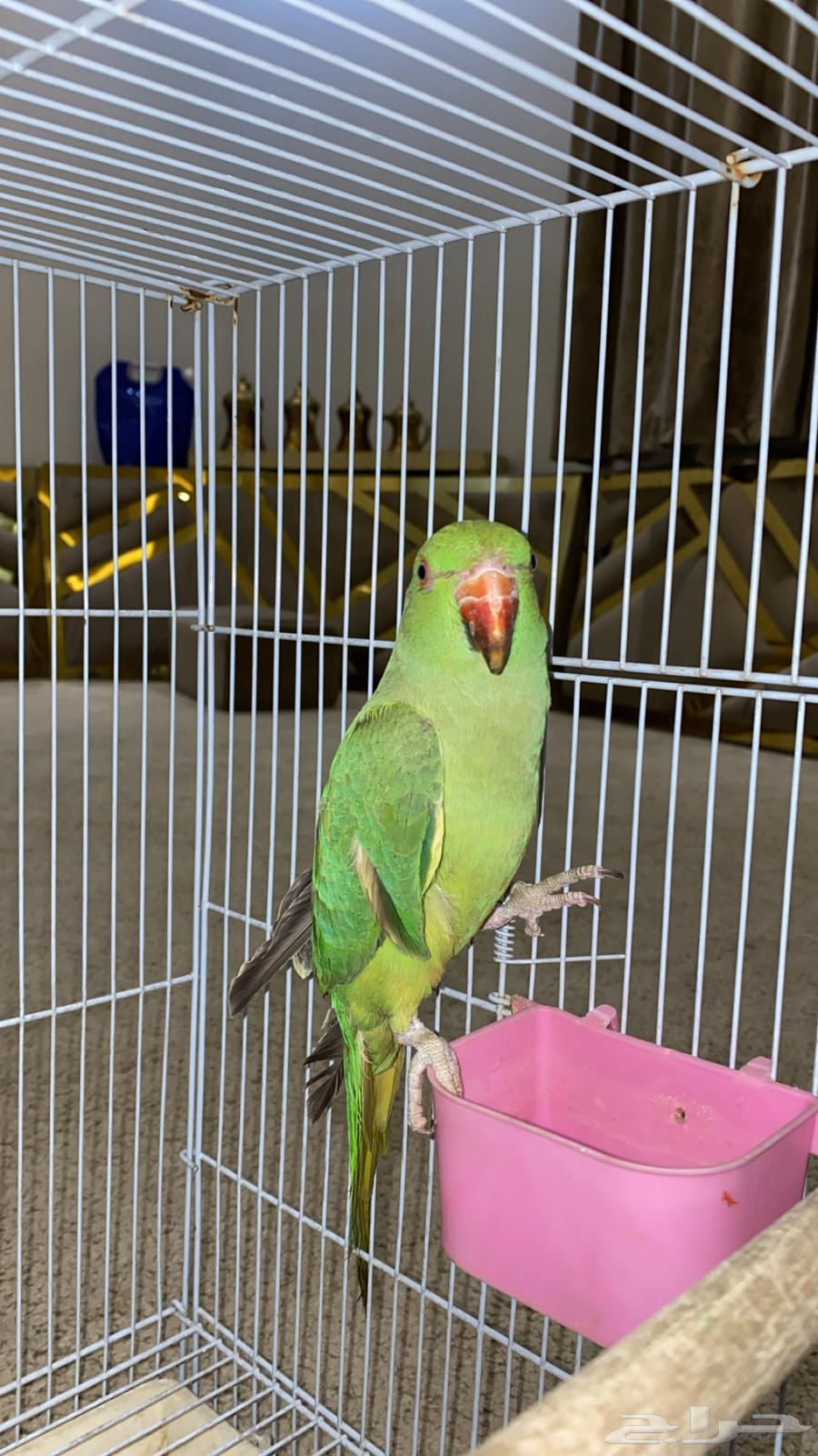 ببغاء دره للبيع متكلم64384980209537110