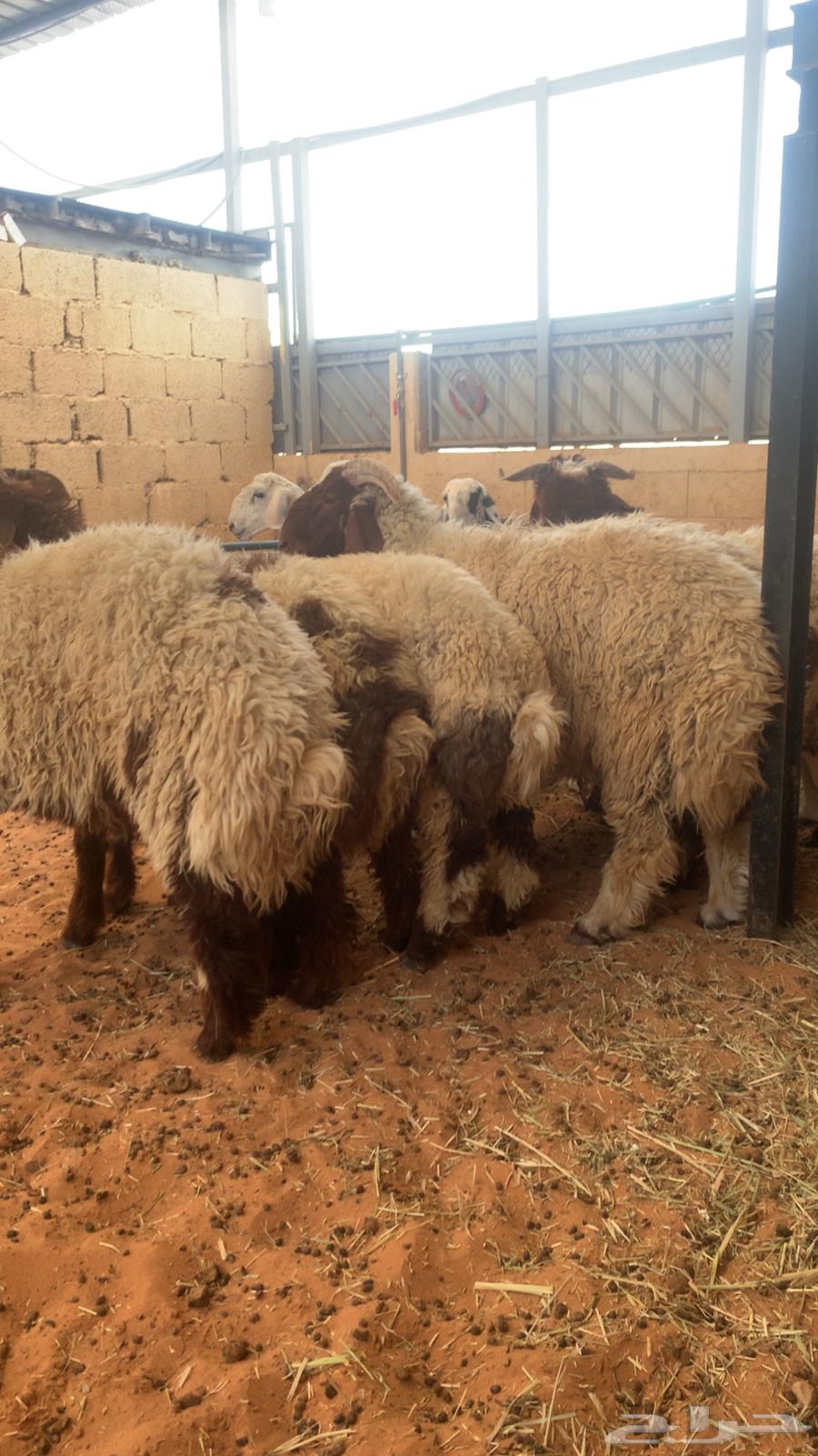 Naeem64380874827650111