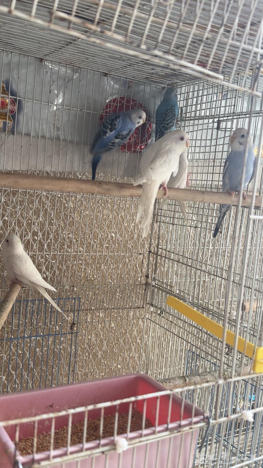 طيور بادجي 33 زوج للبيع64387173987329111