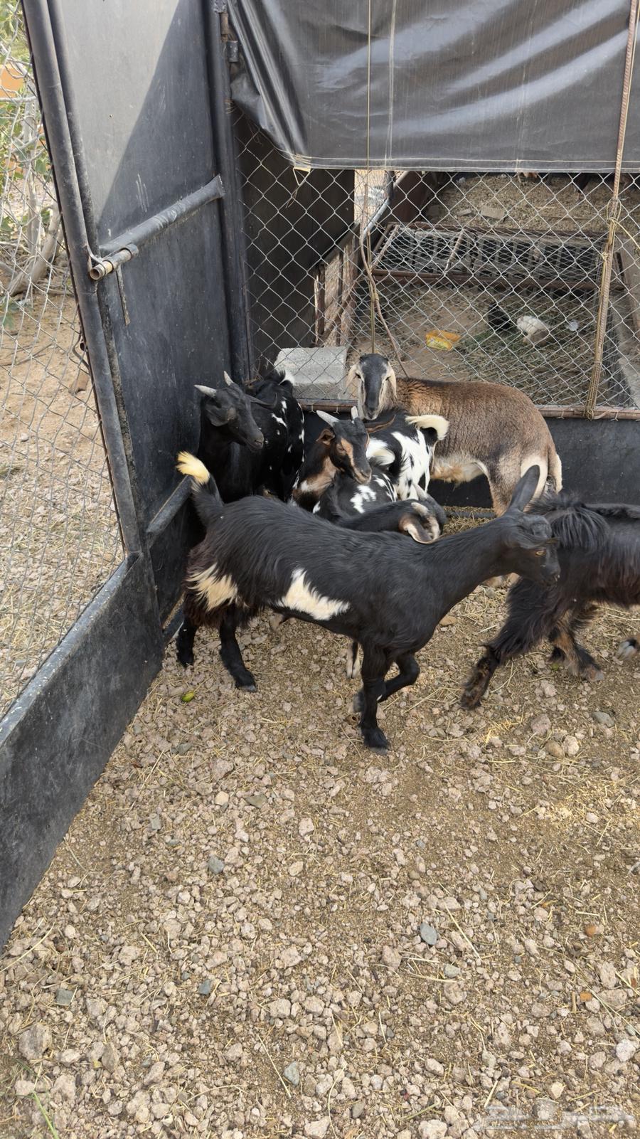 للبيع 6 تيوس وخروف64385411739137113