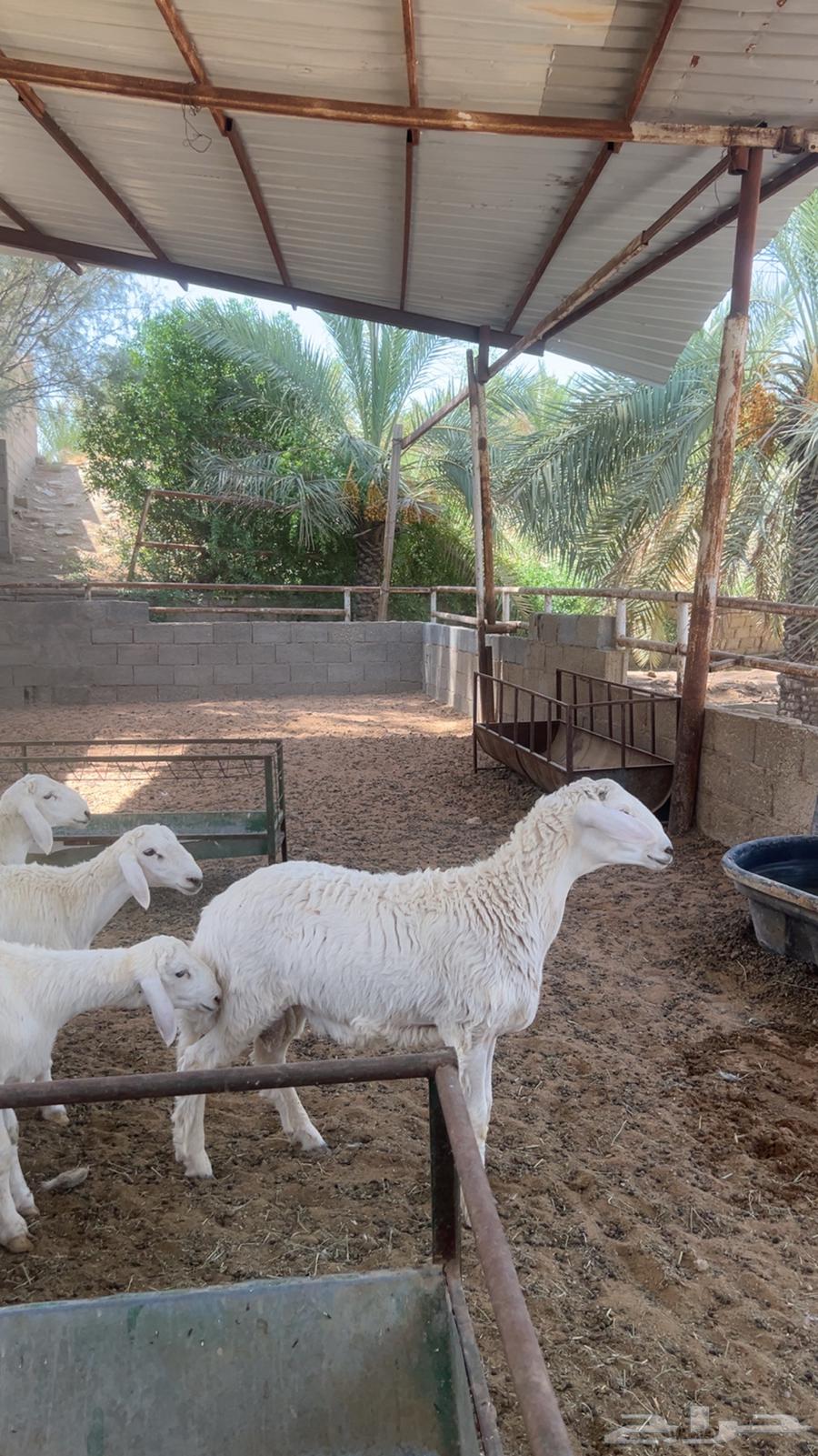 للبيع بهم حري خرفان64381699251841114