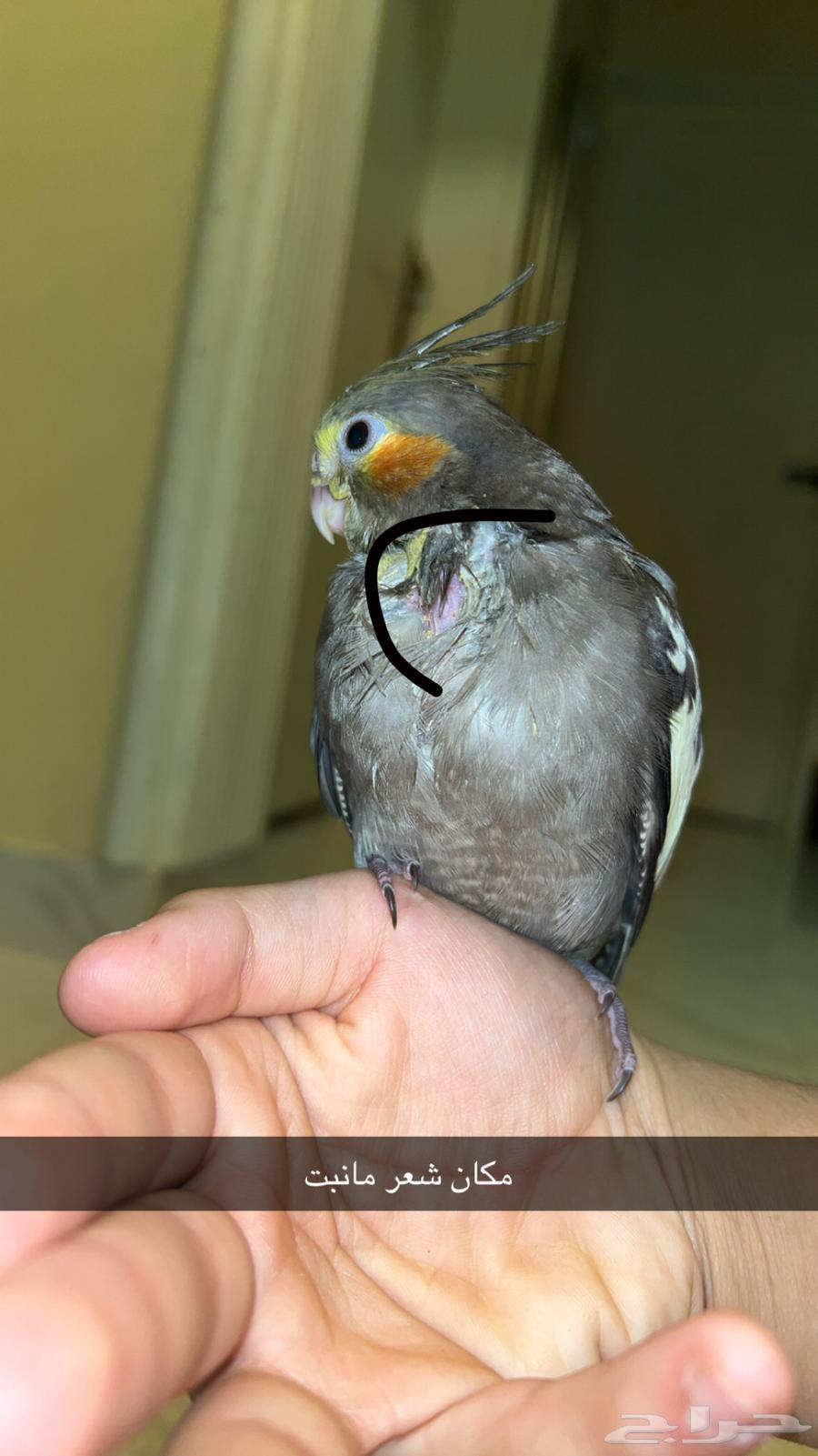 فرخ كروان الون موضح بصوره ( نورمال) العمر32 مولود28 يوليو64385369920131110