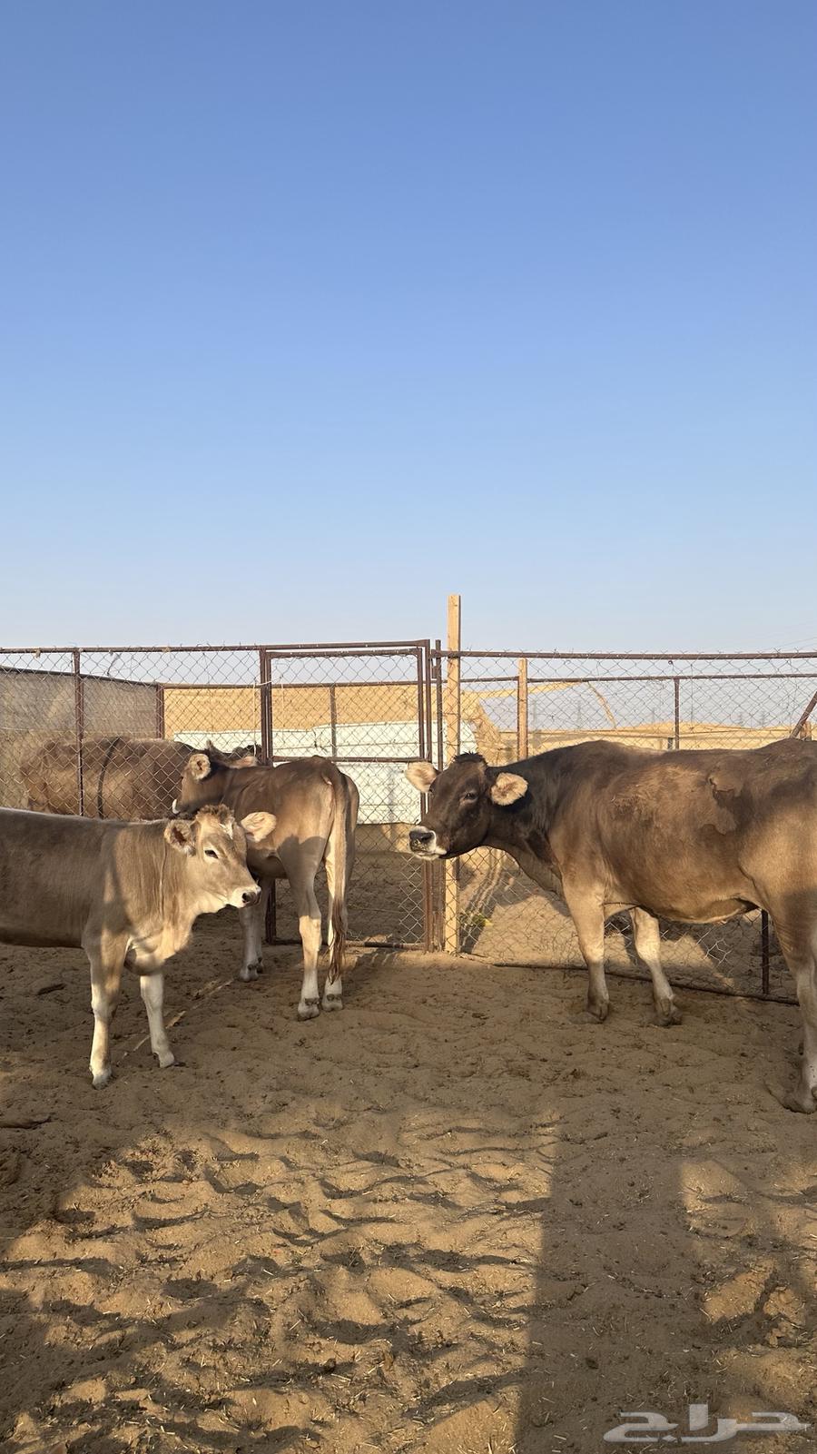 أبقار وعجول اصلية للبيع64391756651779110