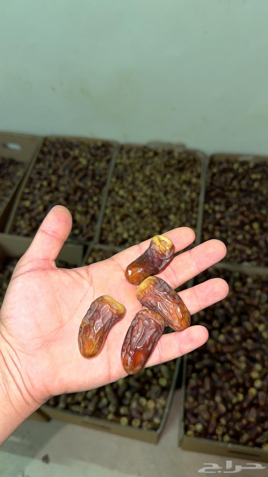 برني العيص64390747757699110