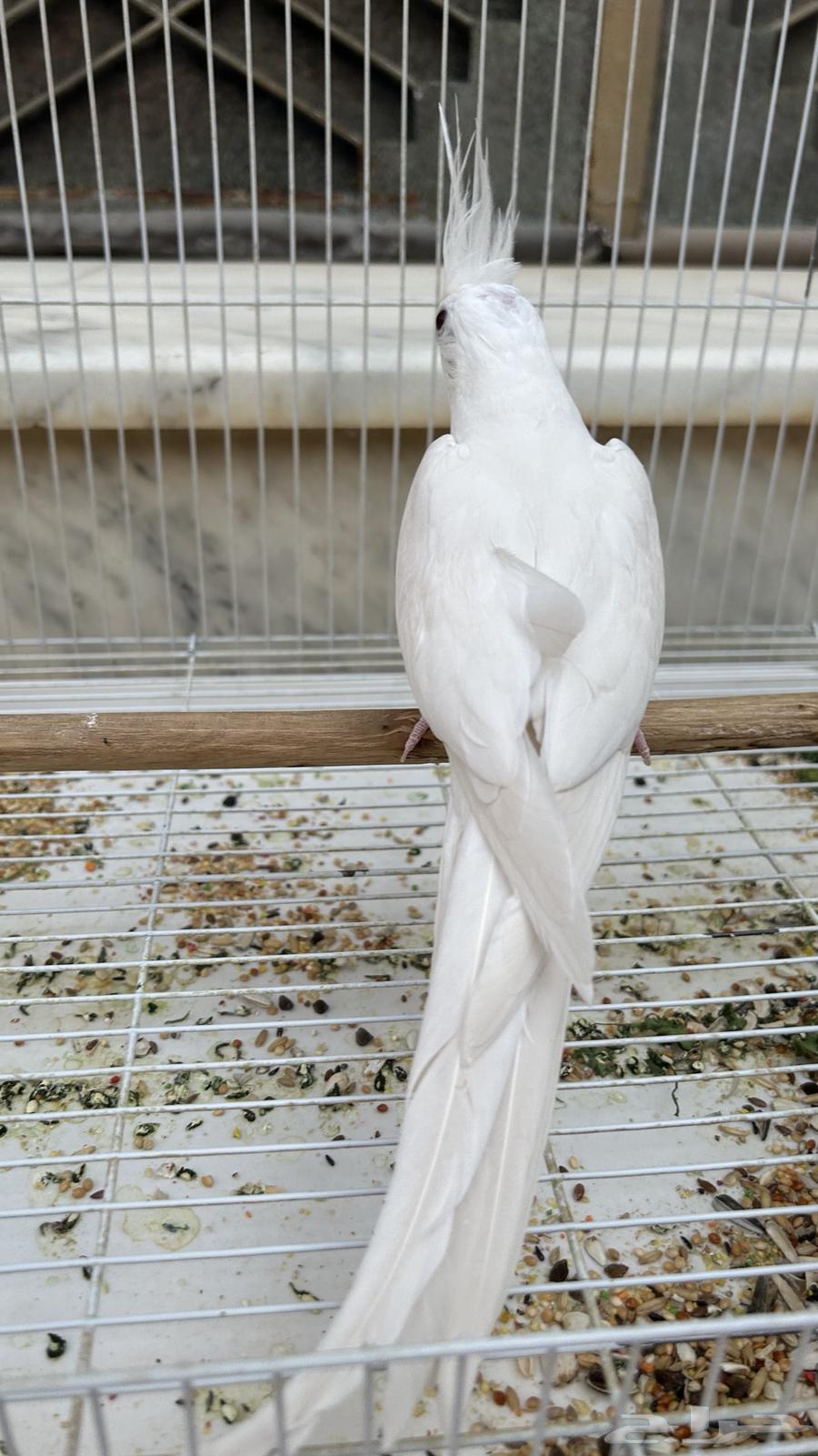 ذكر كروان البينو64387103840385110