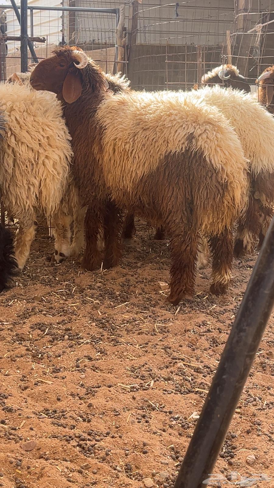 طليان للبيع تم البيع64386668734595113