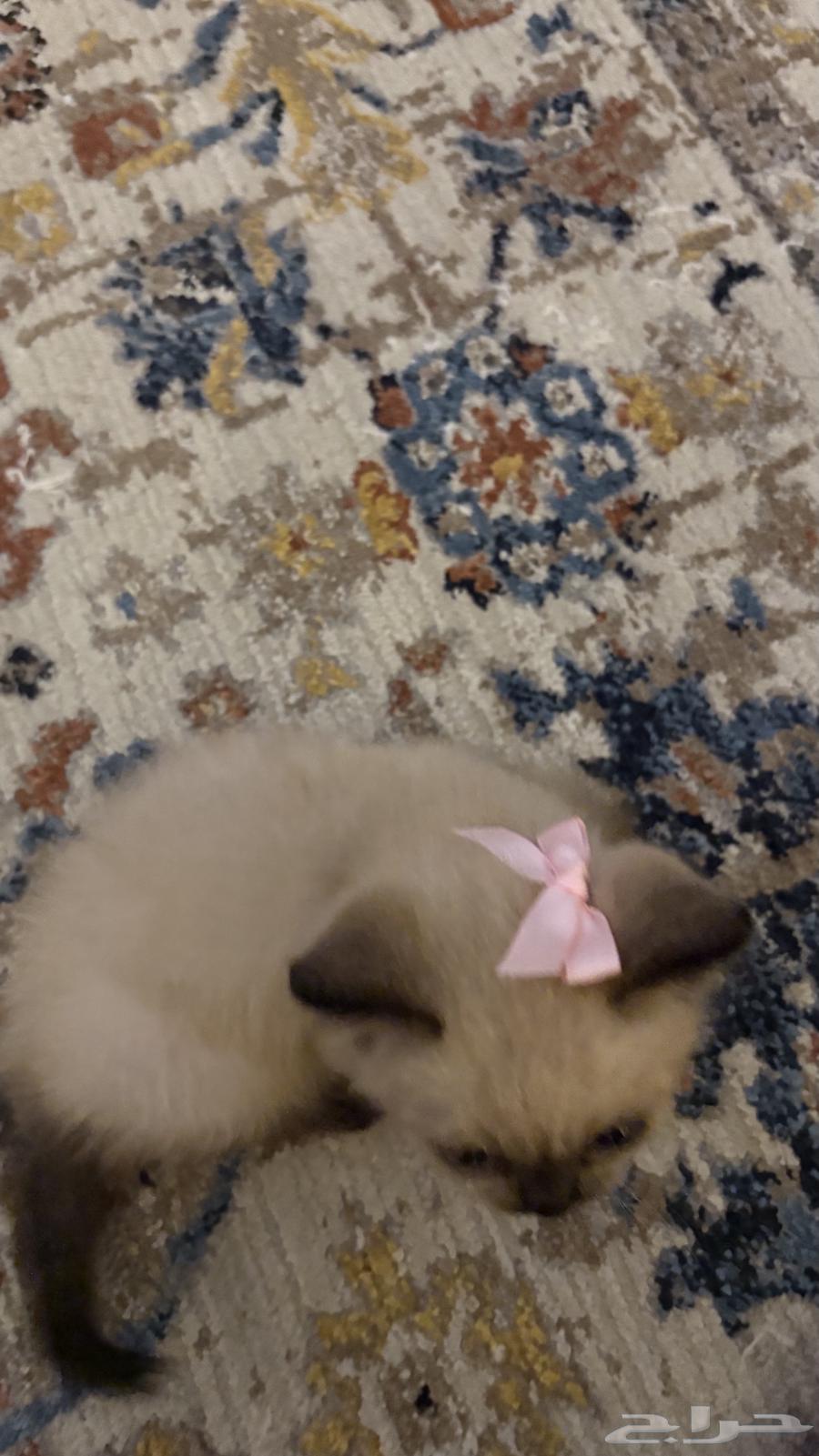 قطوة للبيع64385049857027111