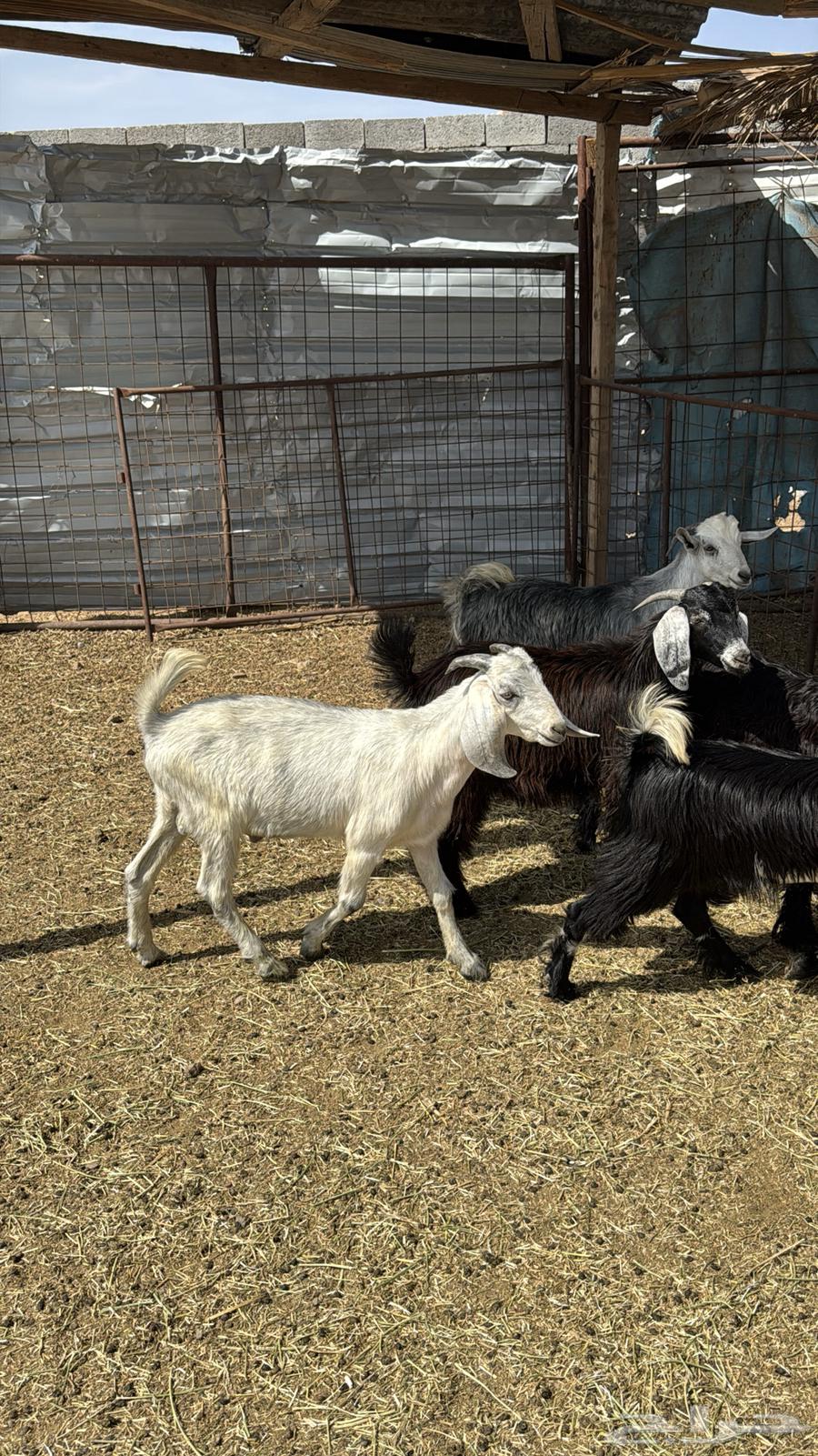 Tious Mkhasi64381521908353112