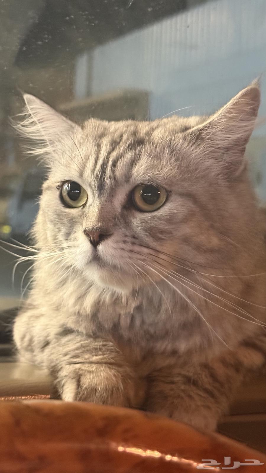 قطة شيرازية للبيع لاعلى سوم64391892913666111