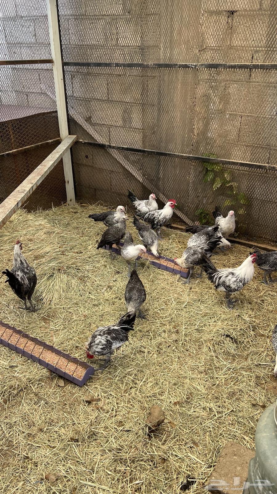 (دجاج فيومي للبيع)64380888441858112