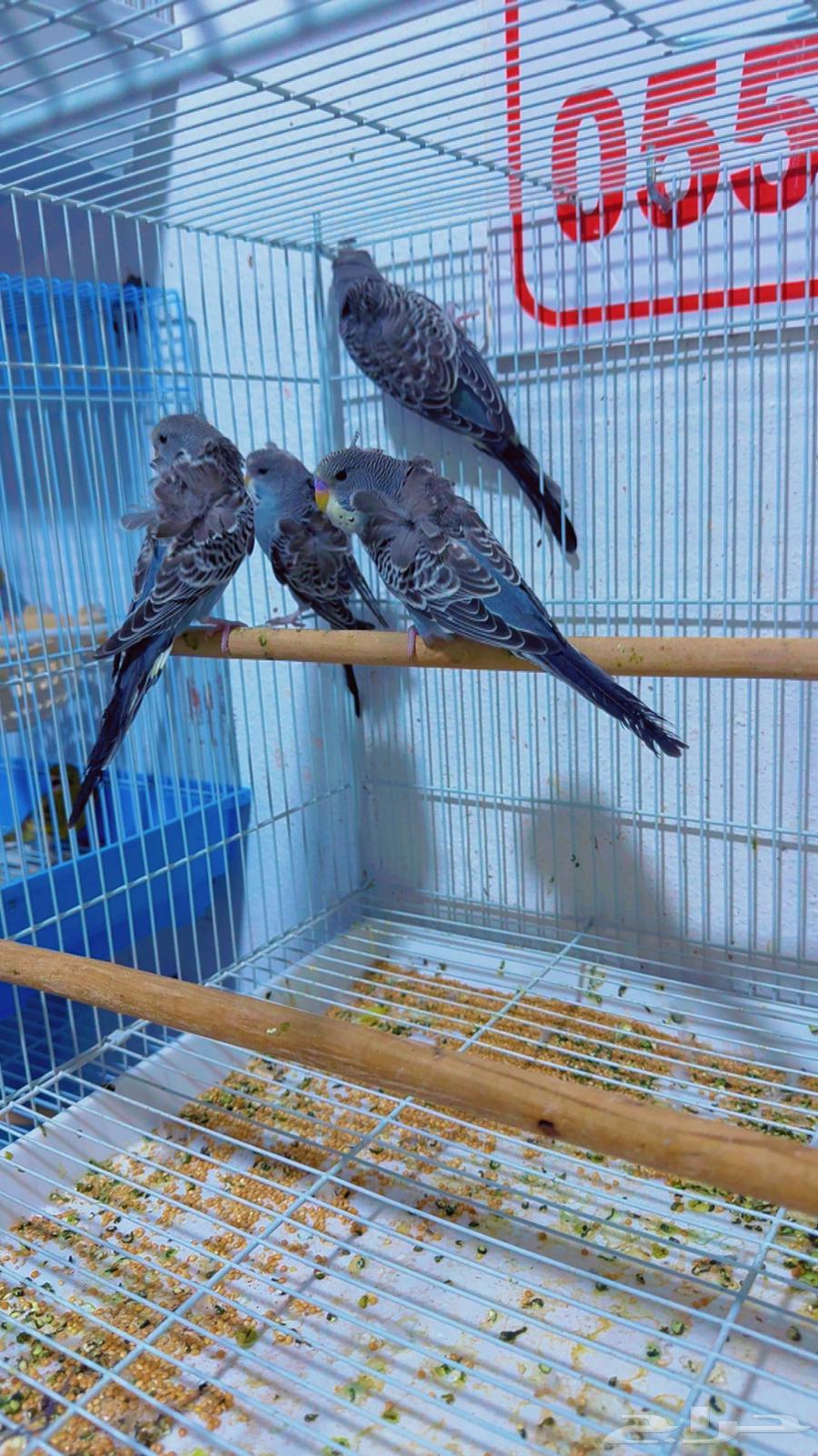 فرايد بادجي هوقو بلاك64380609742721110