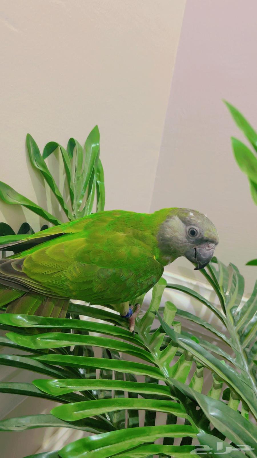 فرخ بغبغاء سنغالي يويو64386821840003114