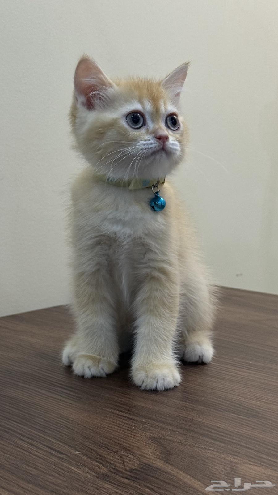 قطط سكوتش ستريت للبيع64390995509379114