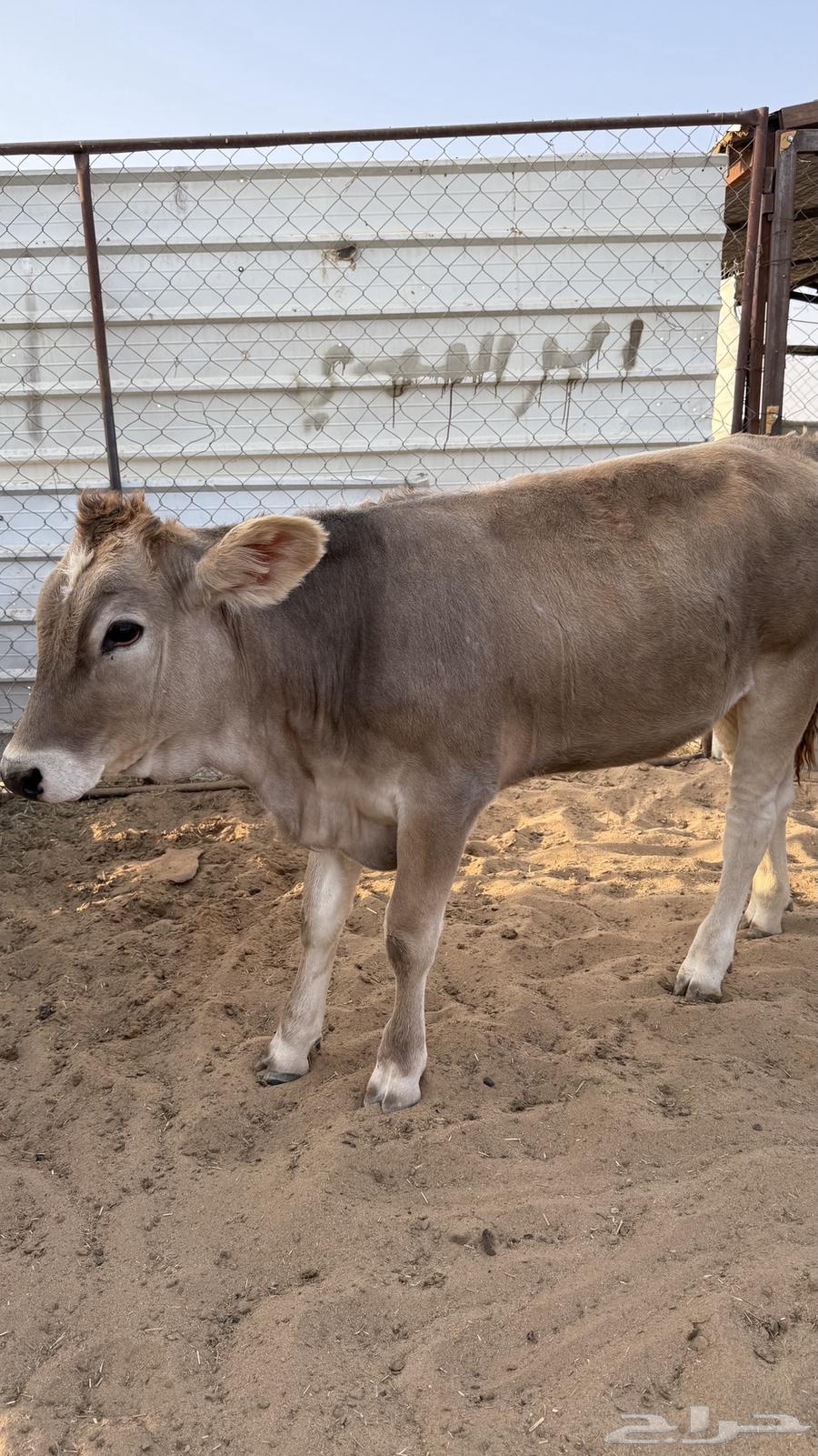 أبقار وعجول اصلية للبيع64391756651779112