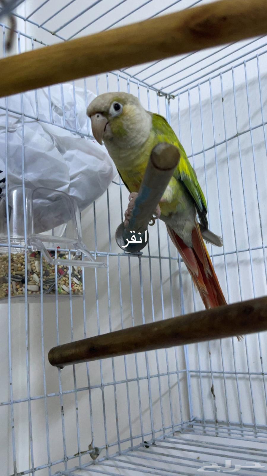 كنيور انناس اليف فرخ64381466561922110