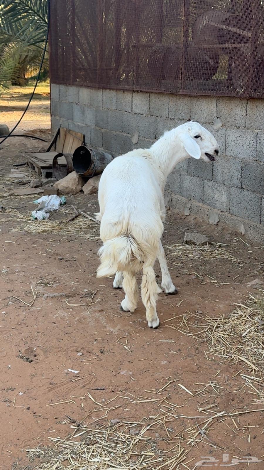 طلي حري فاخر64379959018243111