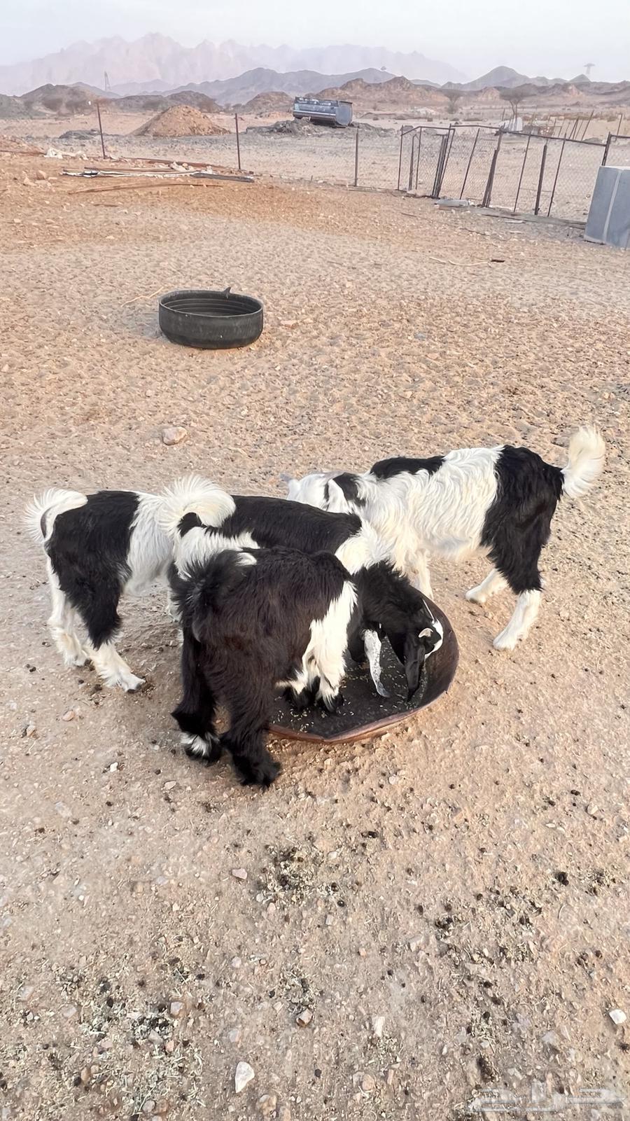 تيوس للبيع64379991491587112