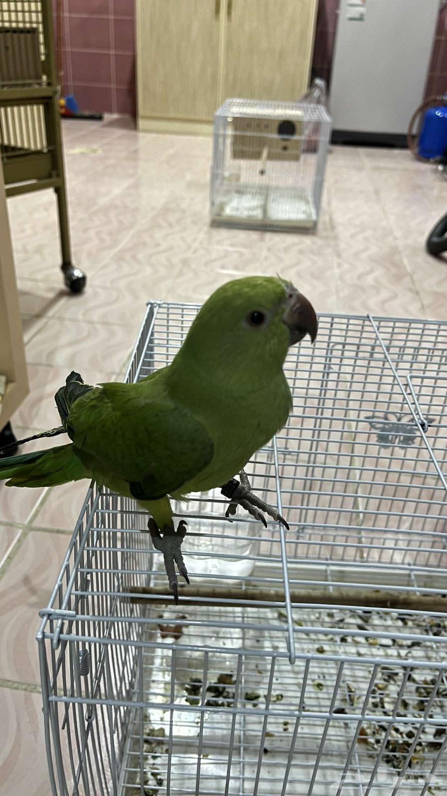 دره هندي اليف64385202342145110