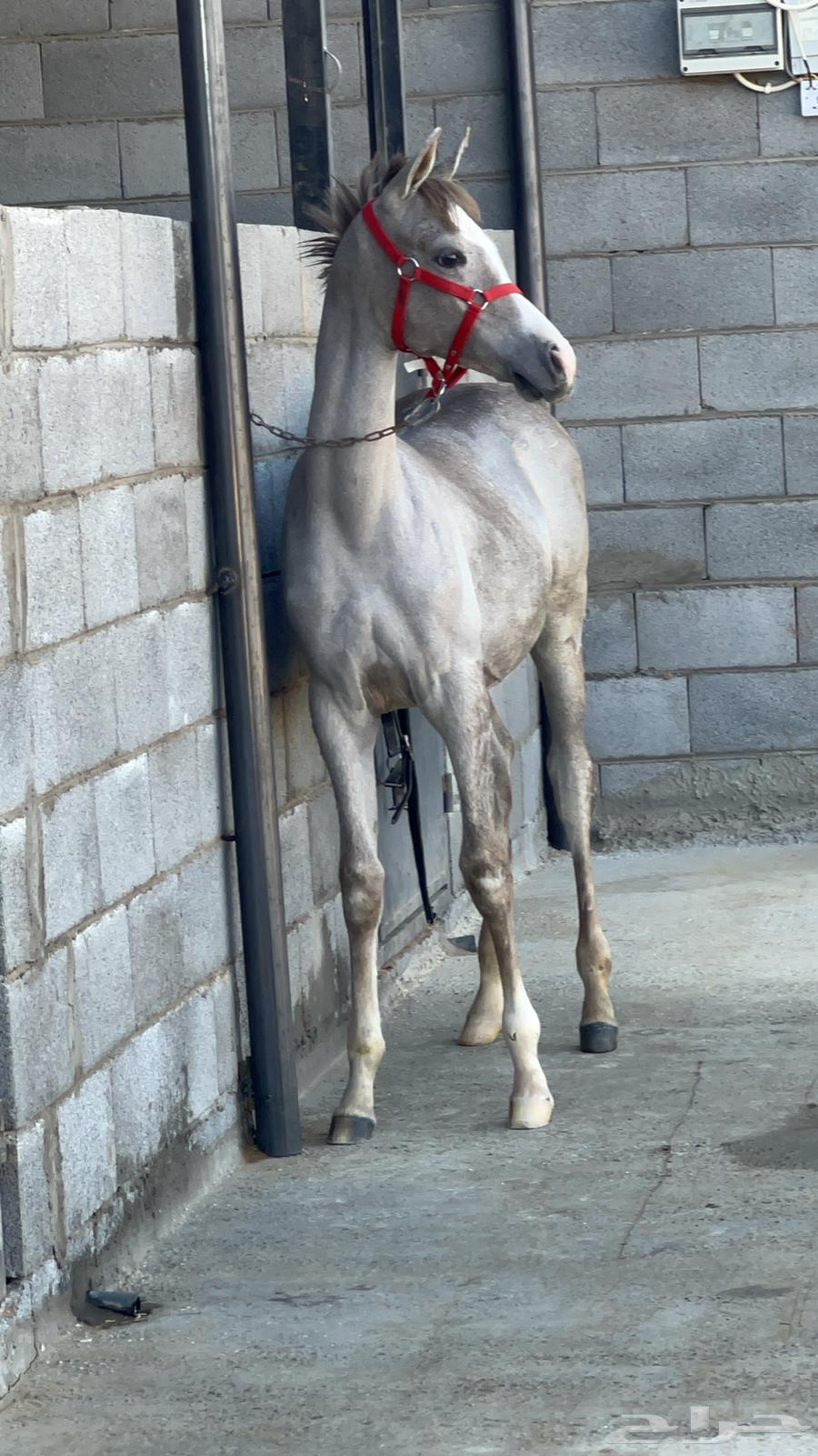 مهره واهو64391701206659114