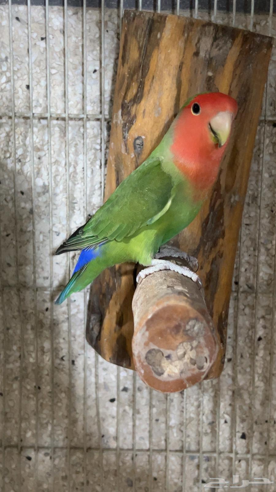 For sale jumbo size rose nuts, stopped on sum, his share64378818424963112