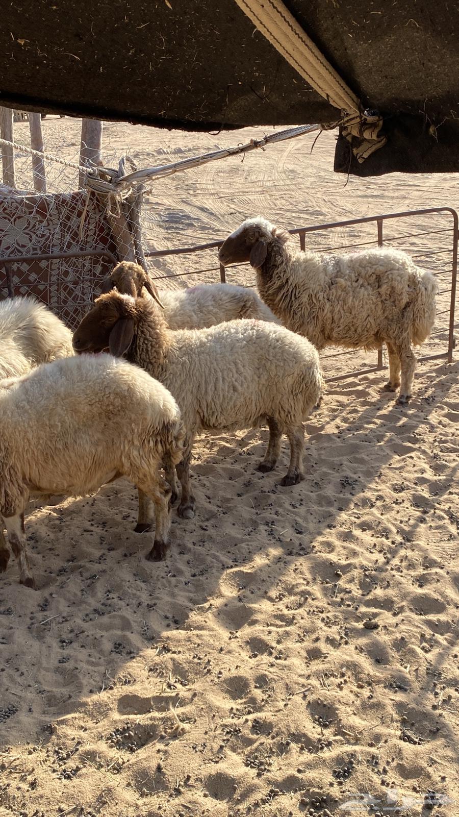 شياه نعيم64386318931969112