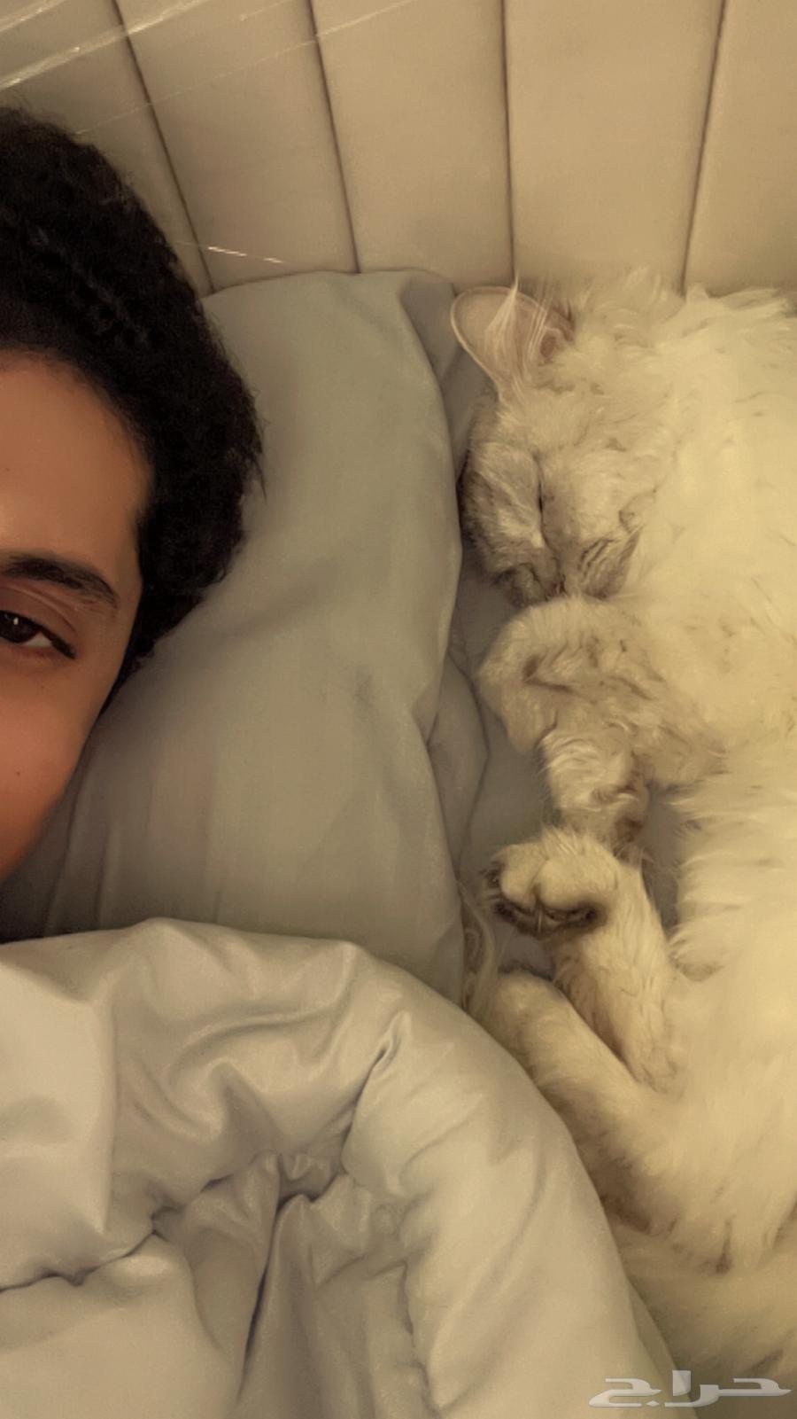 قطوه عمرها 3 سنين أنثى اليفه الحد 50064388647048065112