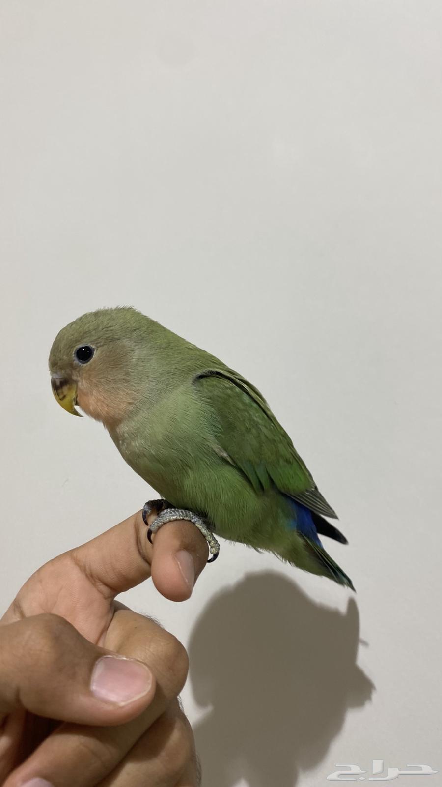 روز رد فيس اليف (تم البيع)64383261025409110