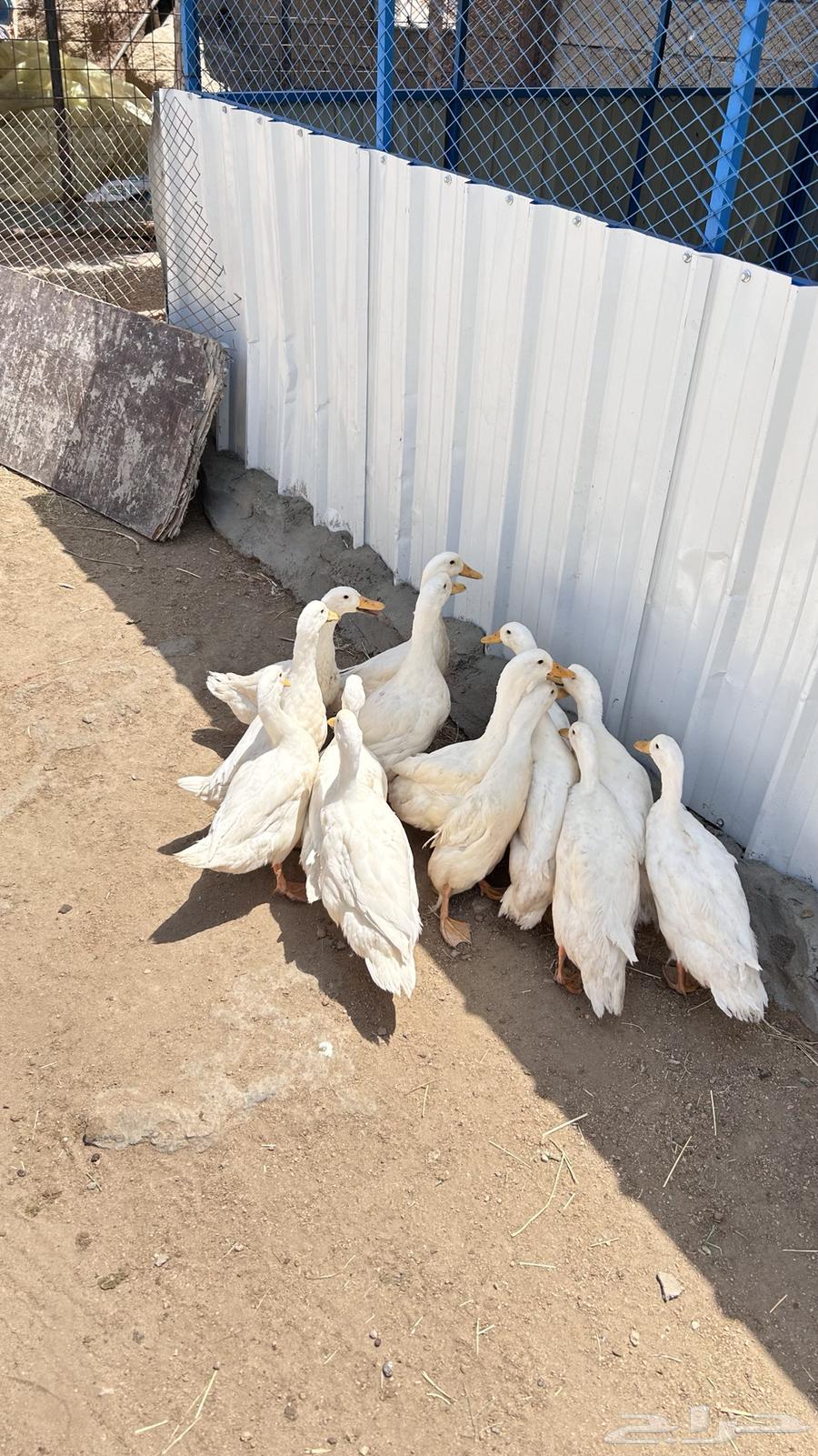 بط بكيني64383400580737110