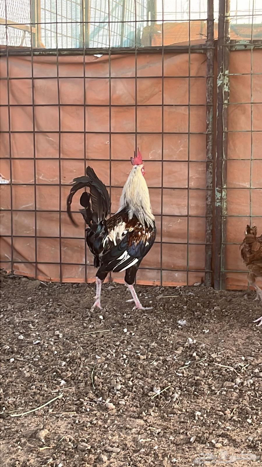 ديك شوكي64390734014722110